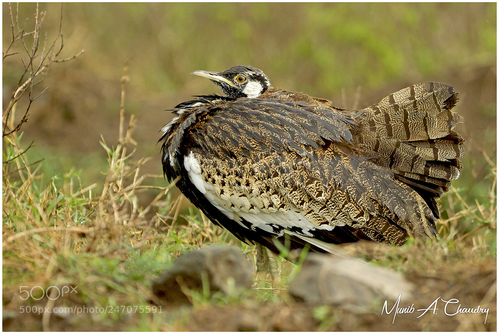 Canon EOS-1D Mark IV sample photo. The black bustard! photography