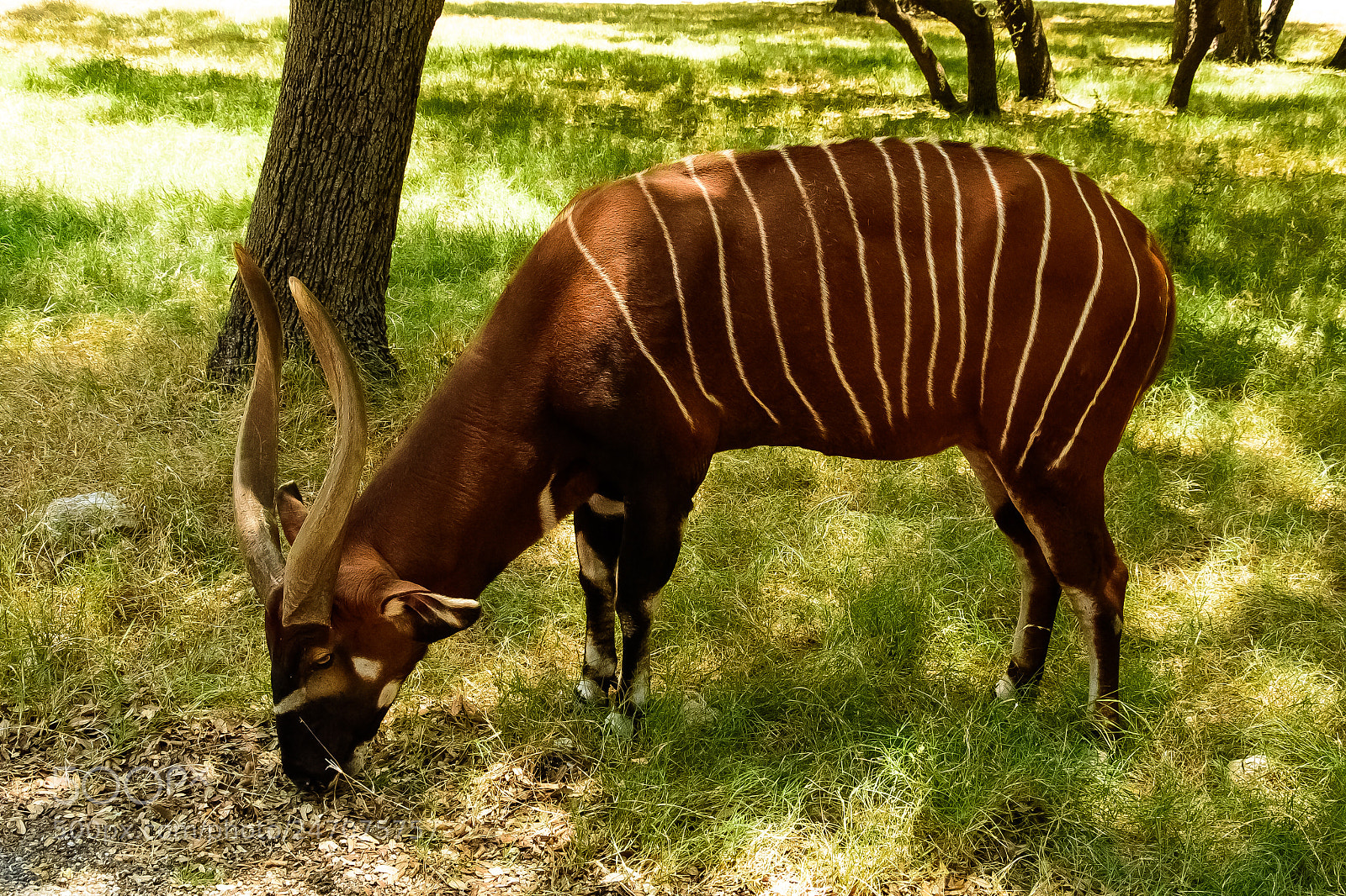 Nikon D810 sample photo. Bongo antelope photography