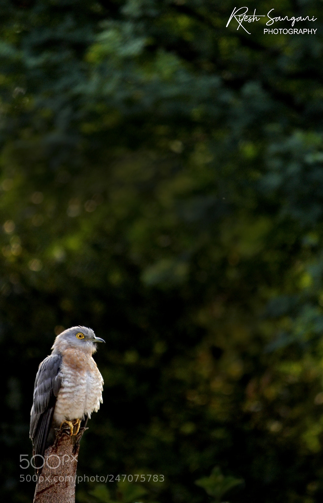 Canon EOS 700D (EOS Rebel T5i / EOS Kiss X7i) sample photo. Common hawk cuckoo.....! photography