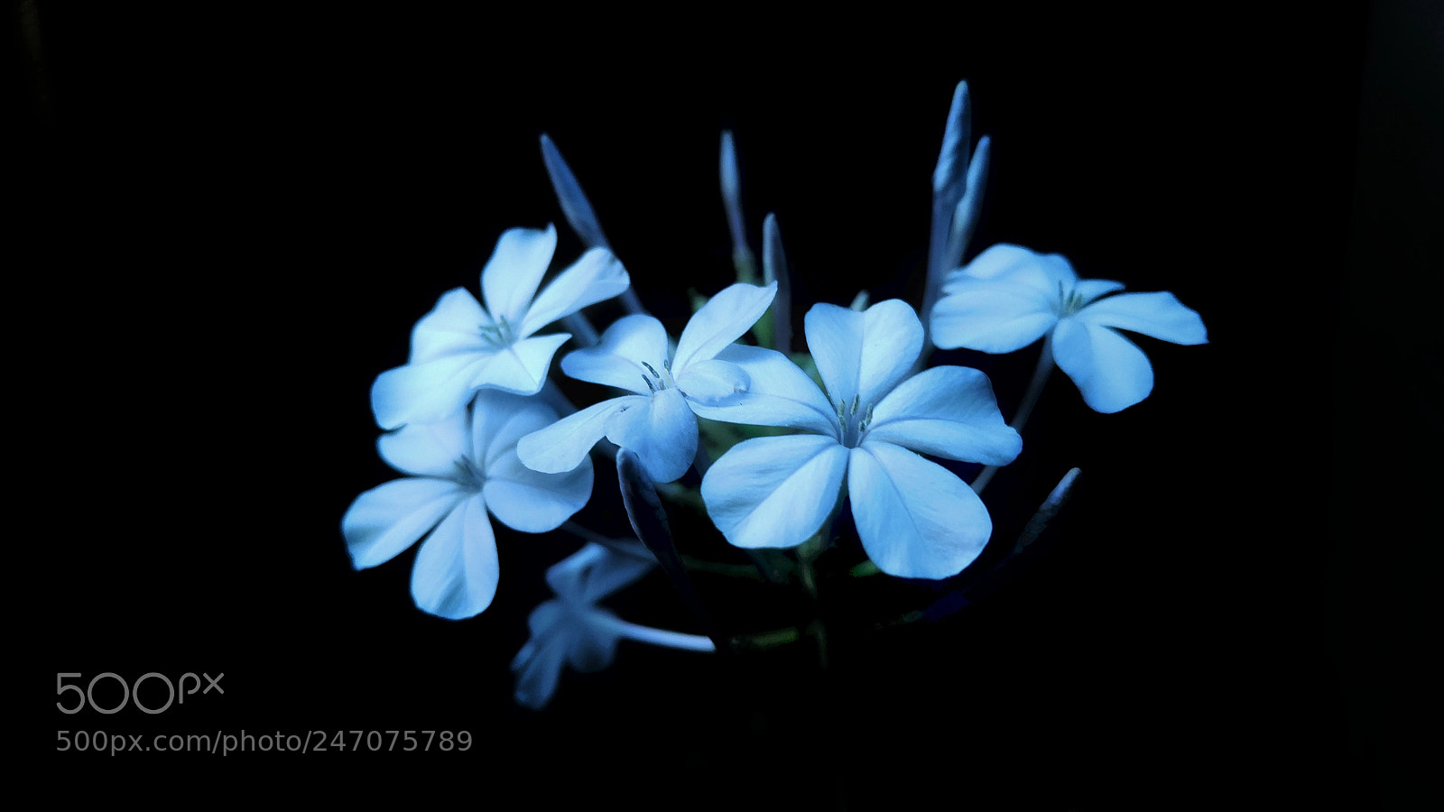 LG G4 sample photo. Black and blue.....!!! photography