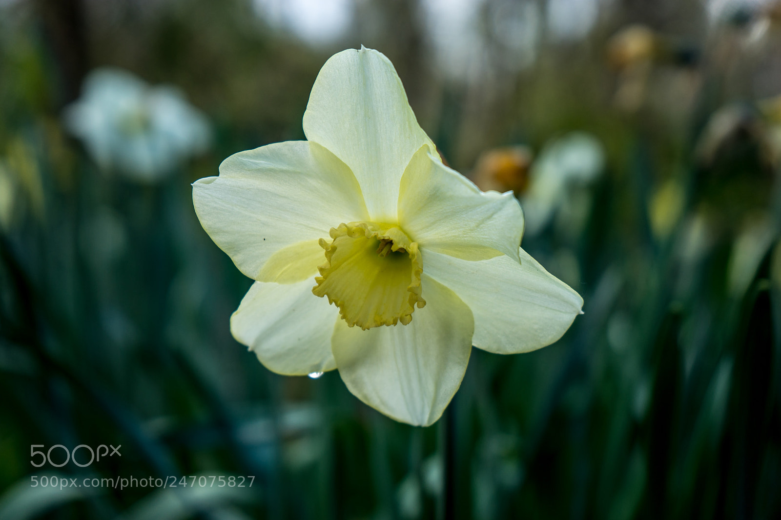 Sony a7 II sample photo. Cream coloured daffodil with photography