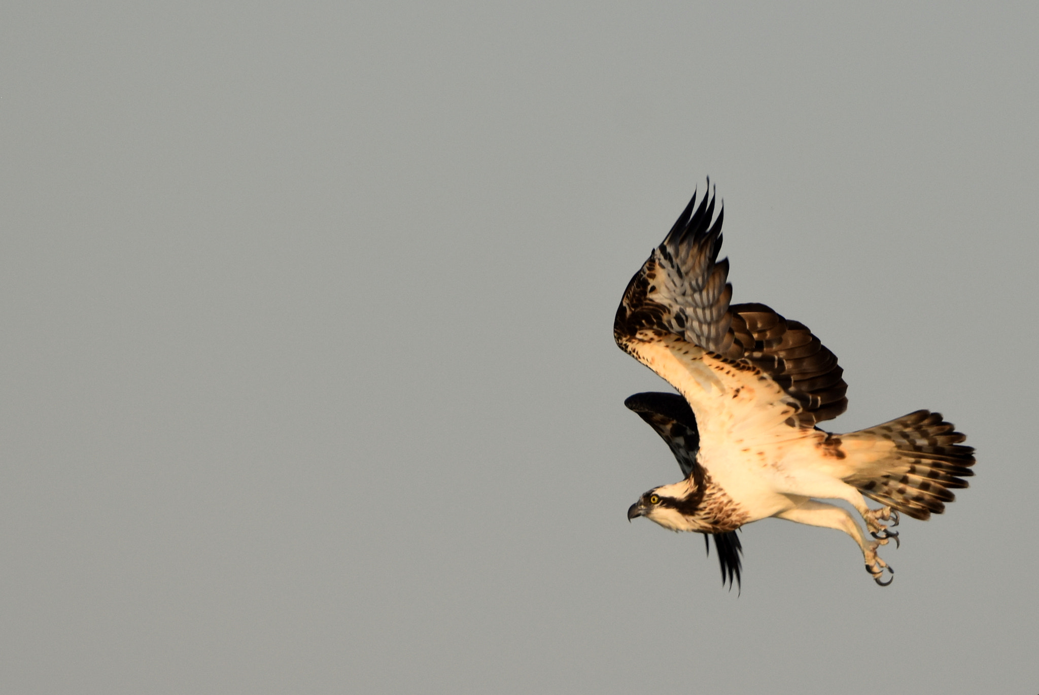 Nikon AF-S Nikkor 200-500mm F5.6E ED VR sample photo
