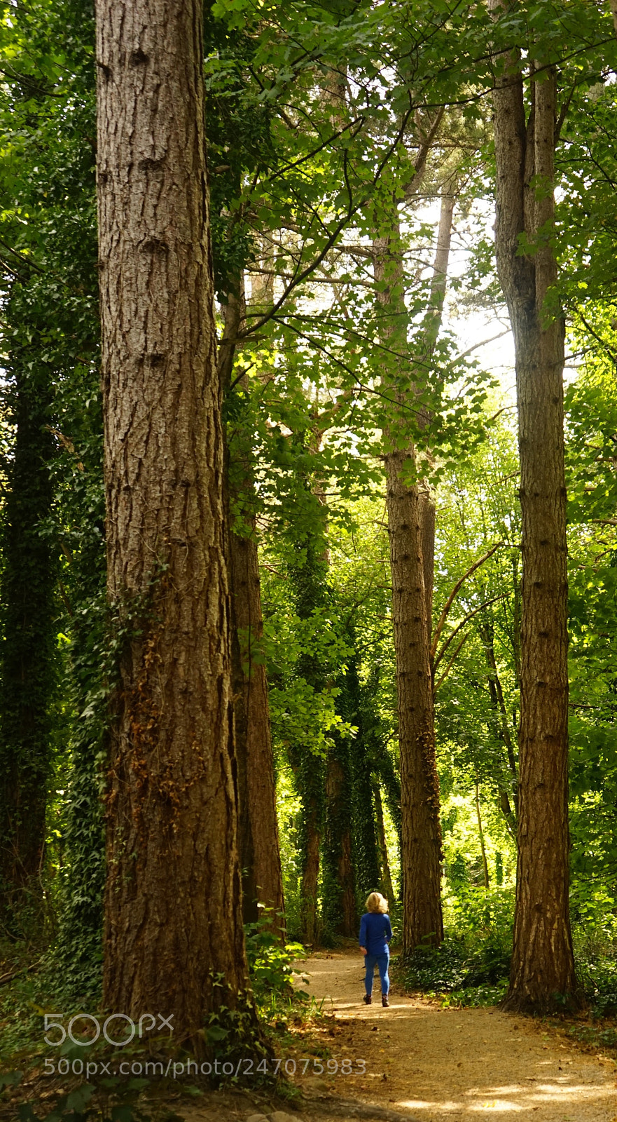 Sony a7 sample photo. Walk photography