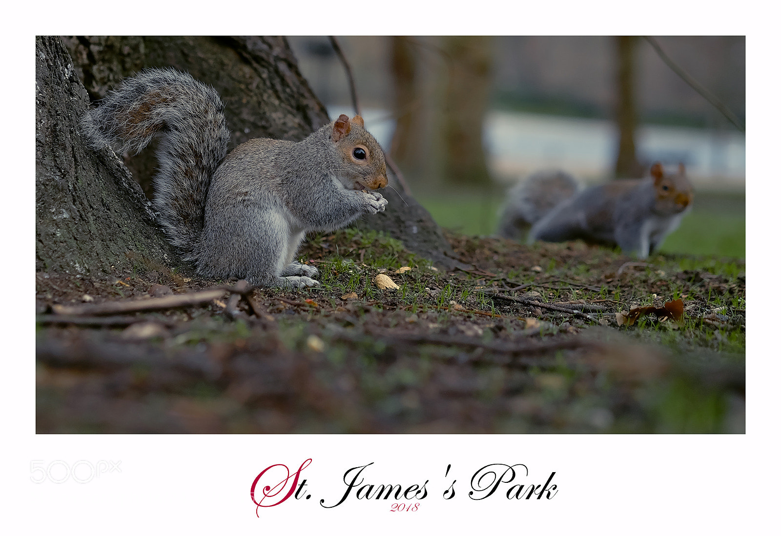 Fujifilm X-T1 sample photo. St. james's park photography