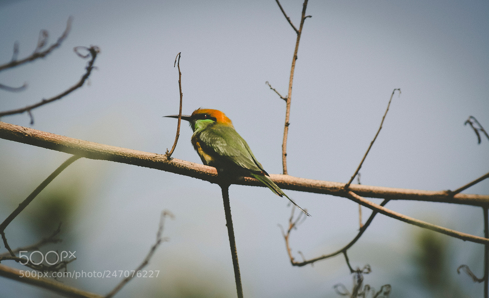 Nikon D5200 sample photo. Birding photography