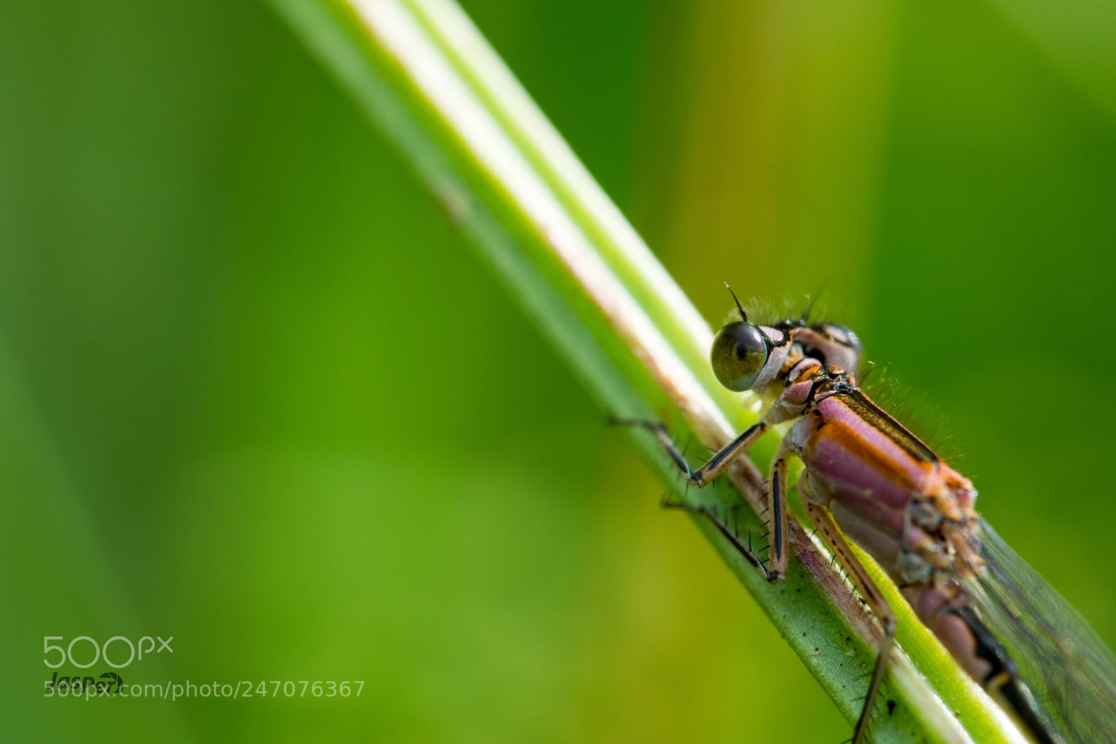 Nikon D7200 sample photo. Damselfly photography