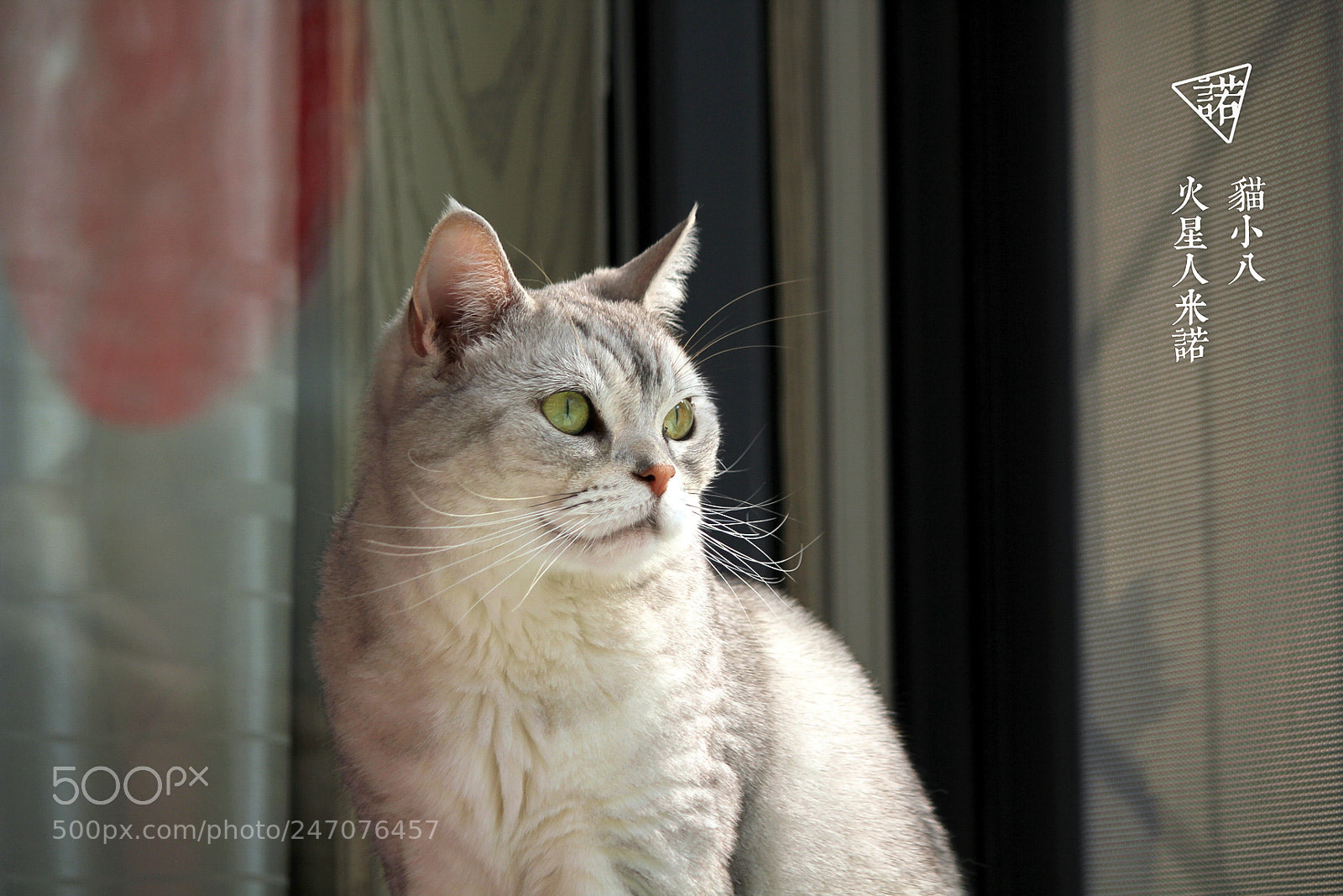 Canon EOS 550D (EOS Rebel T2i / EOS Kiss X4) sample photo. 猫小八 photography