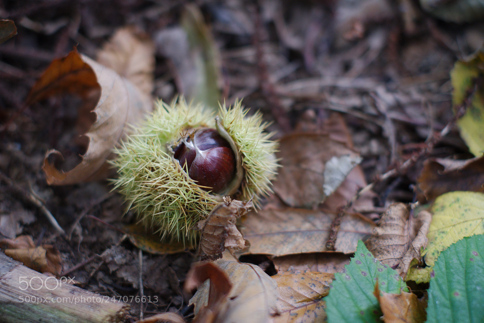Fujifilm X-Pro2 sample photo. Chestnut in its shell. photography
