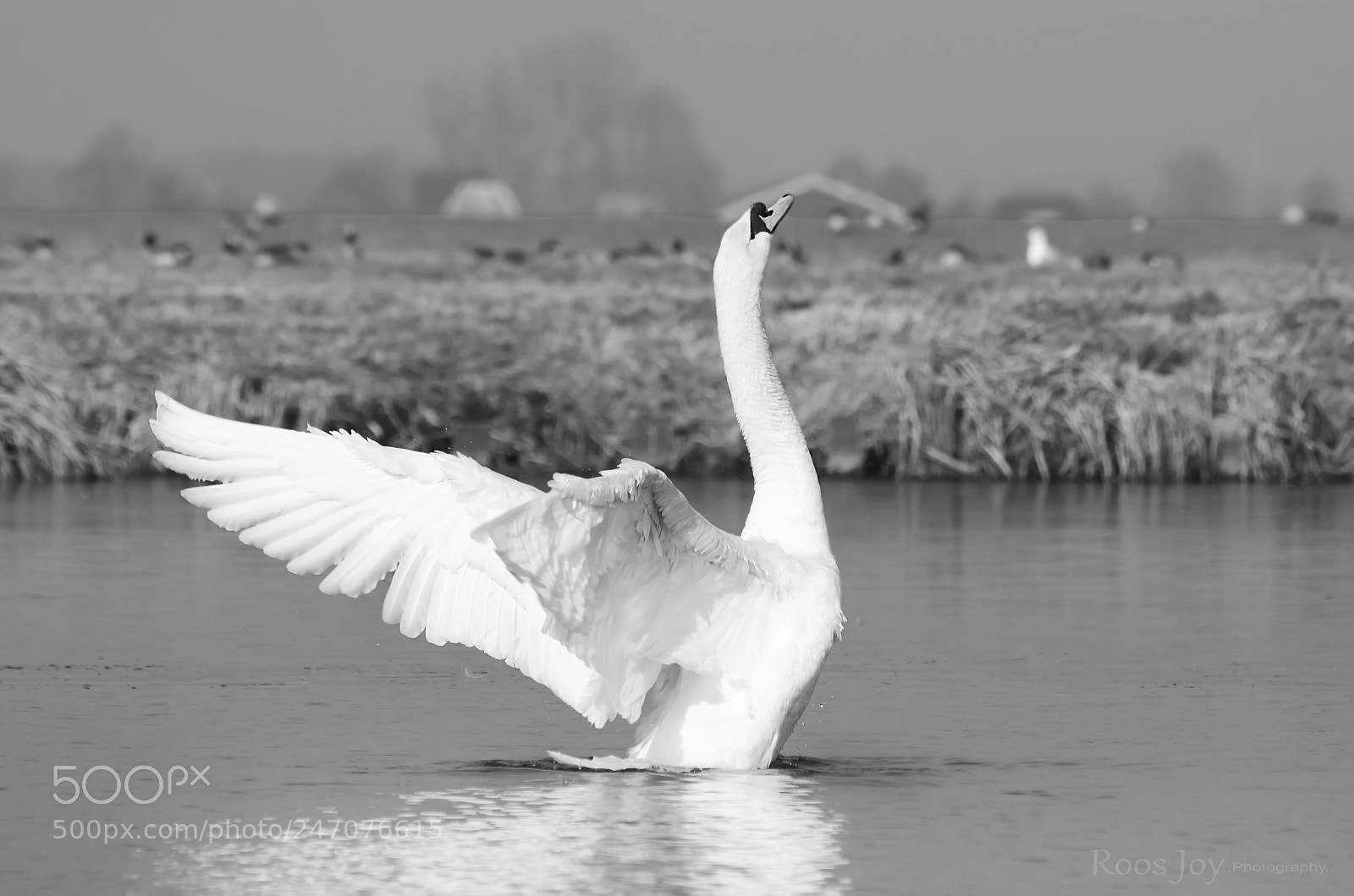Nikon D5100 sample photo. Spring feelings photography
