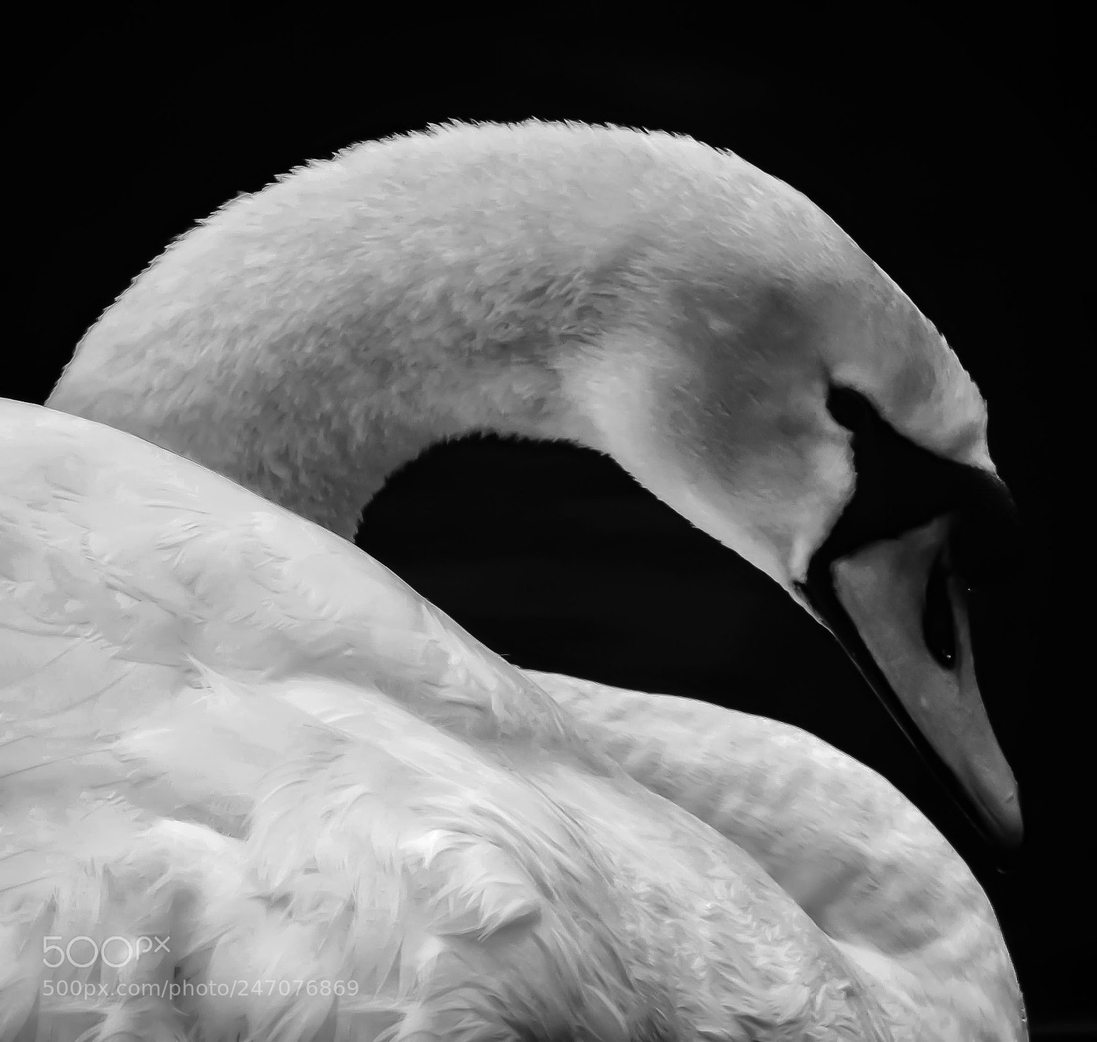 Nikon D3200 sample photo. Majestic swan photography