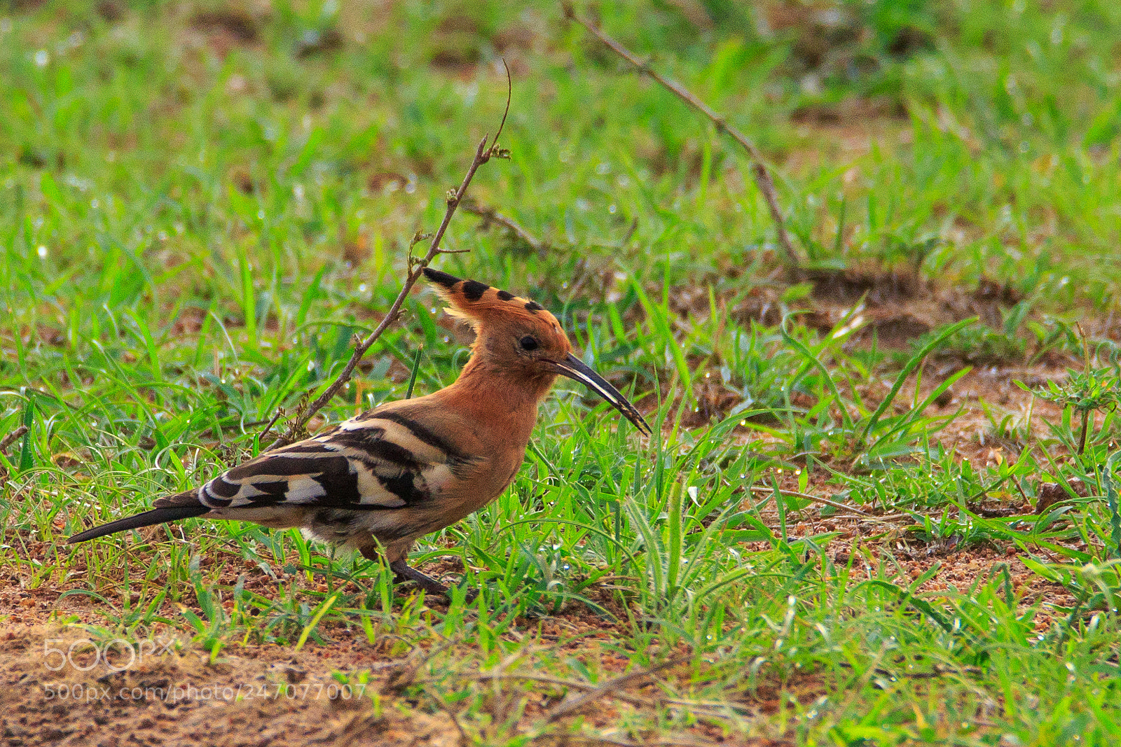 Canon EOS 7D Mark II sample photo. Tanzania - serengeti photography