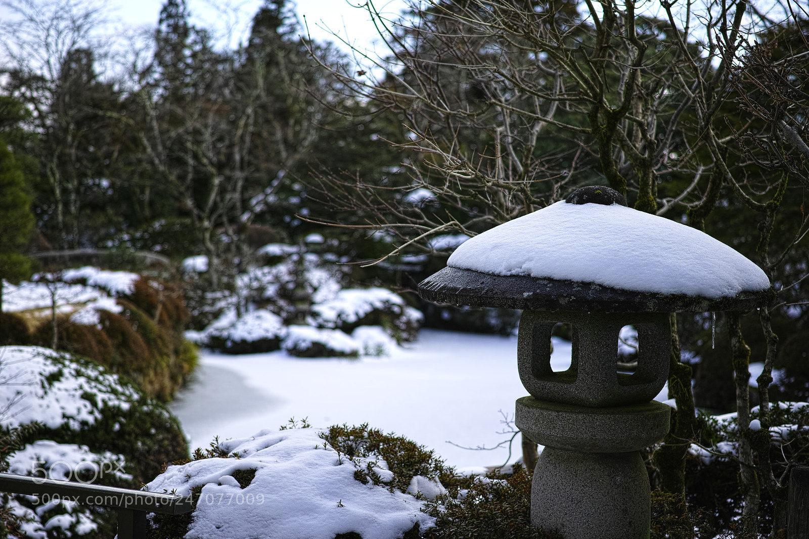 Sigma DP3 Merrill sample photo. Snowy garden photography
