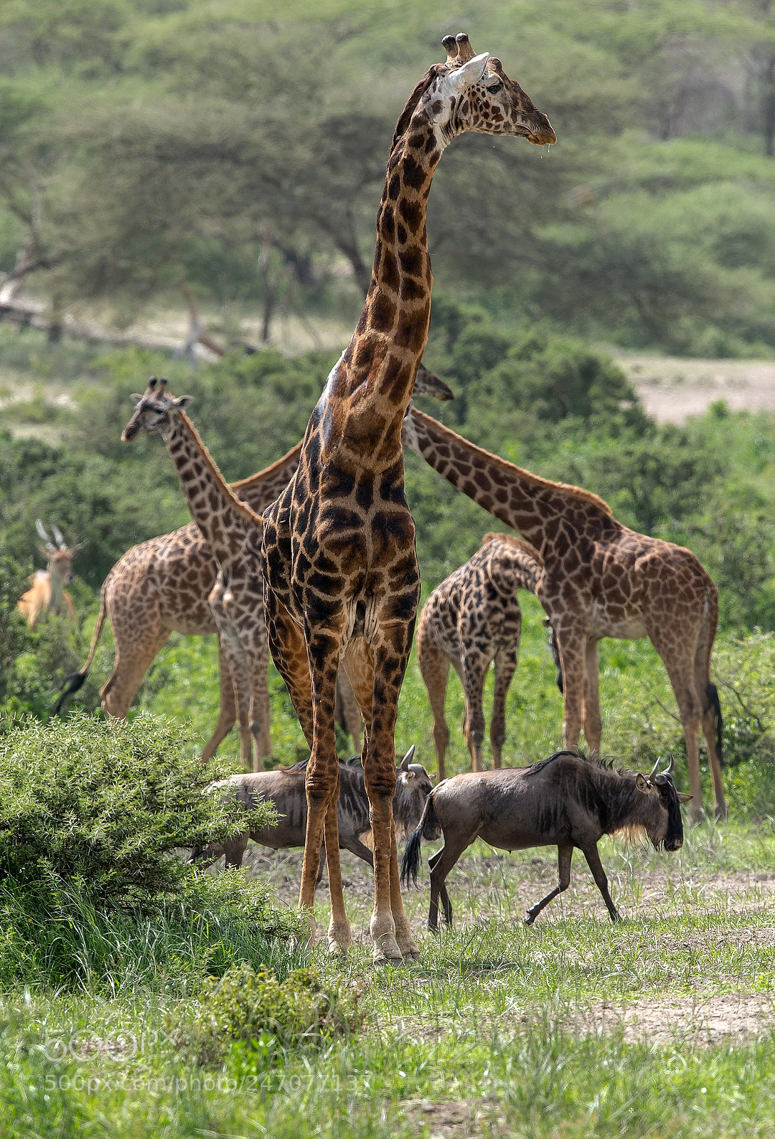 Canon EOS-1D X sample photo. Traffic jam in the photography