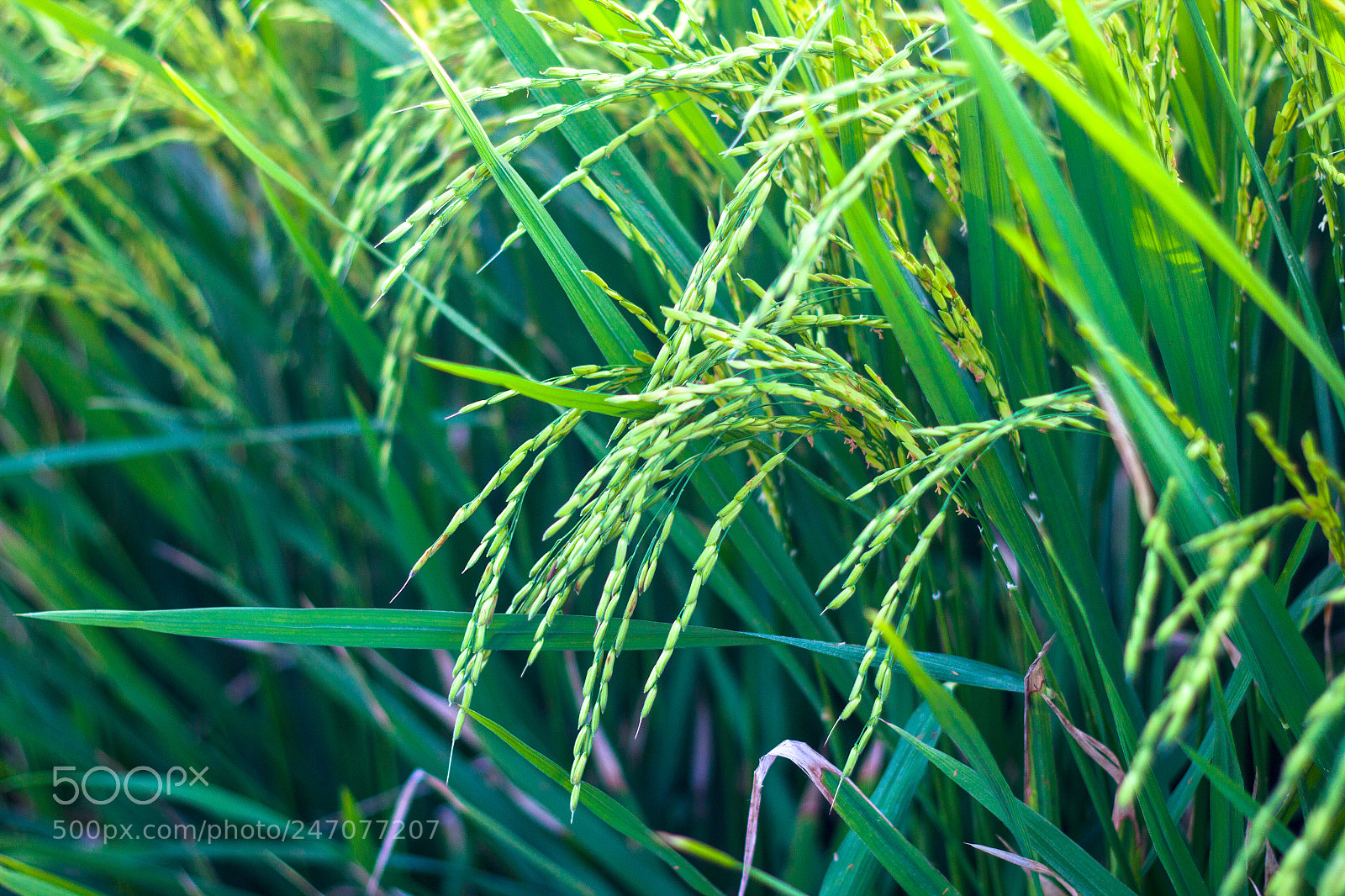 Canon EOS 600D (Rebel EOS T3i / EOS Kiss X5) sample photo. Paddy photography