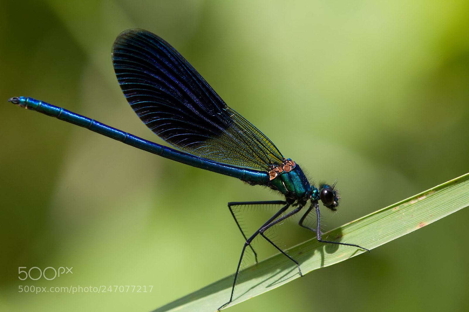 Canon EOS 60D sample photo. Banded demoiselle photography