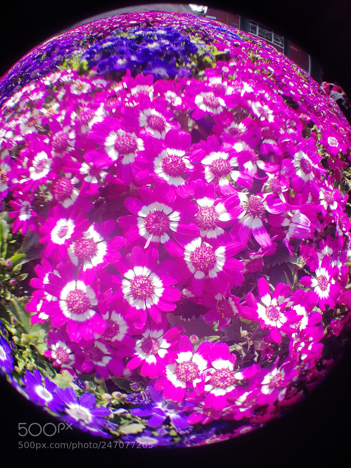 HUAWEI Honor 9 sample photo. Flowers ball via atfung photography