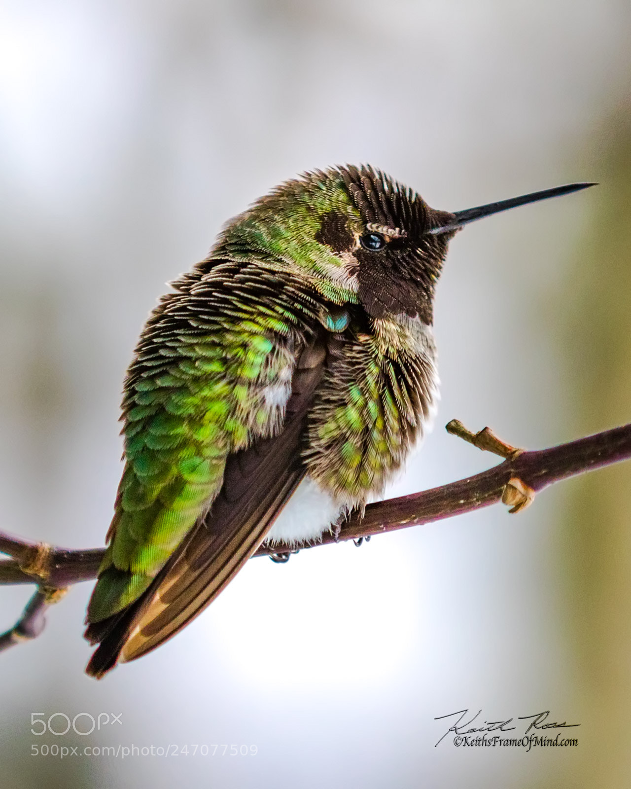 Canon EOS 7D Mark II sample photo. Anna's hummingbird - sequim photography