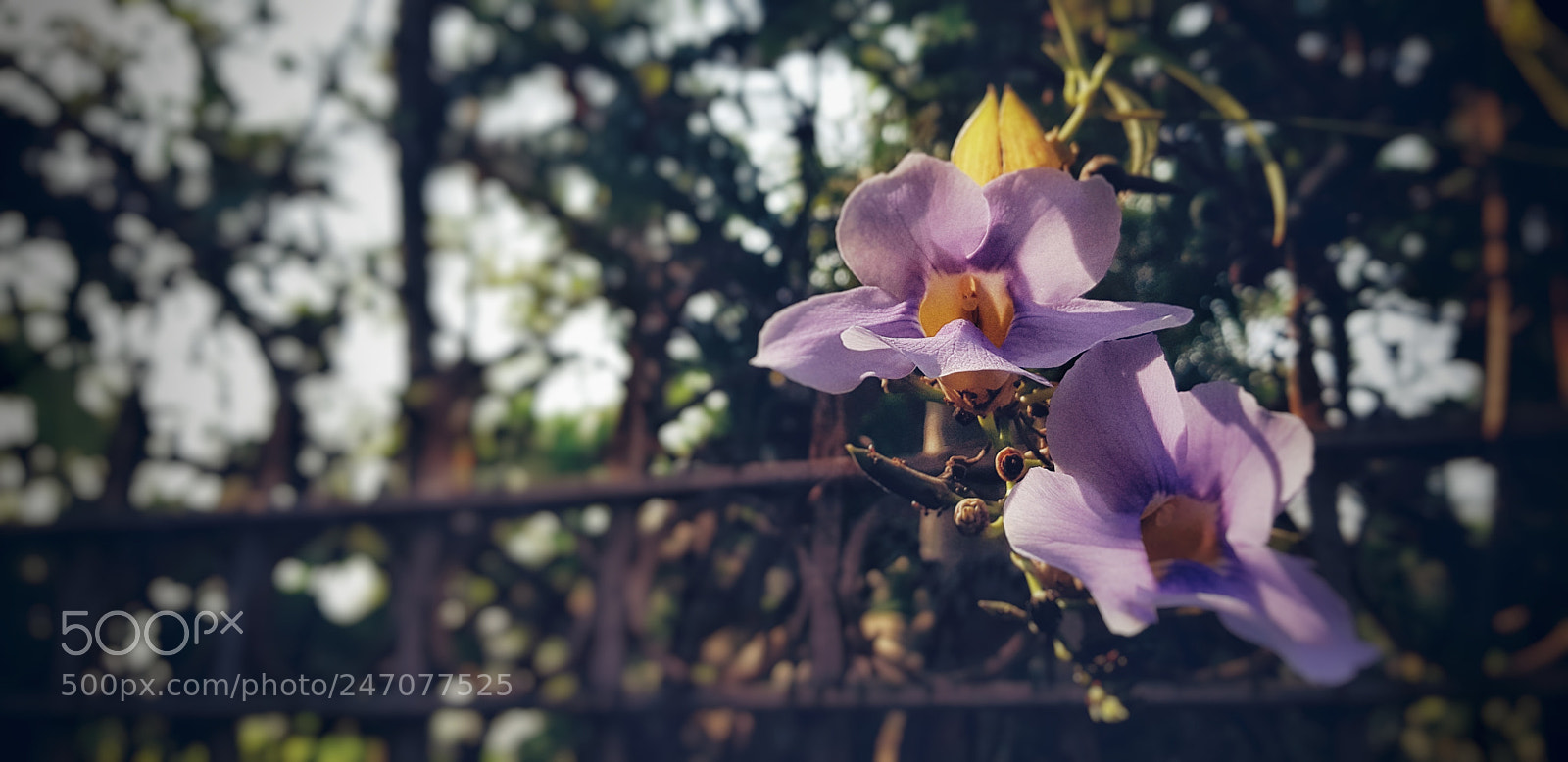Samsung Galaxy S8+ sample photo. Untitled photography