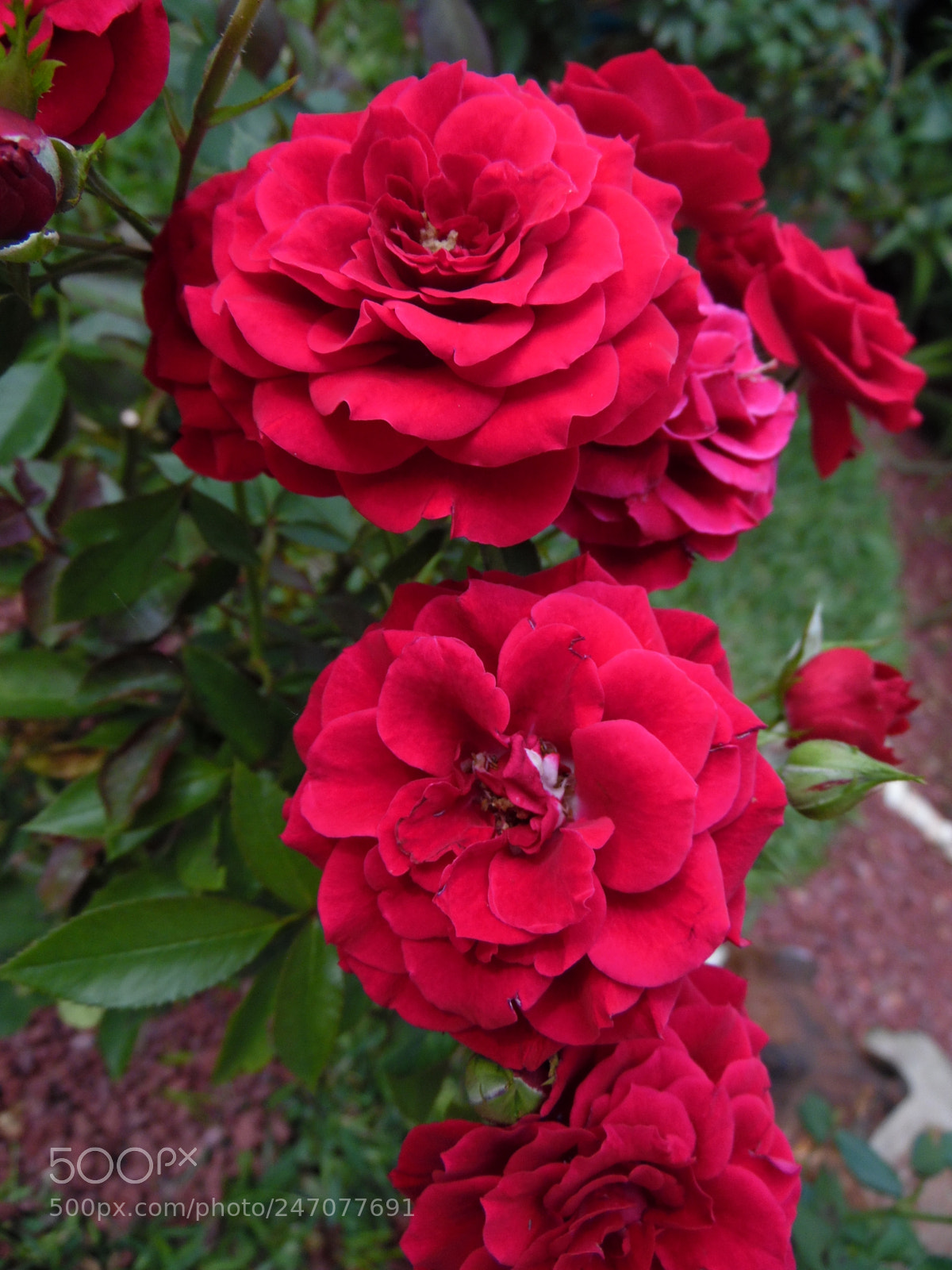 Samsung WB1100F/WB1101F/WB1102F sample photo. "bella rosa roja" photography