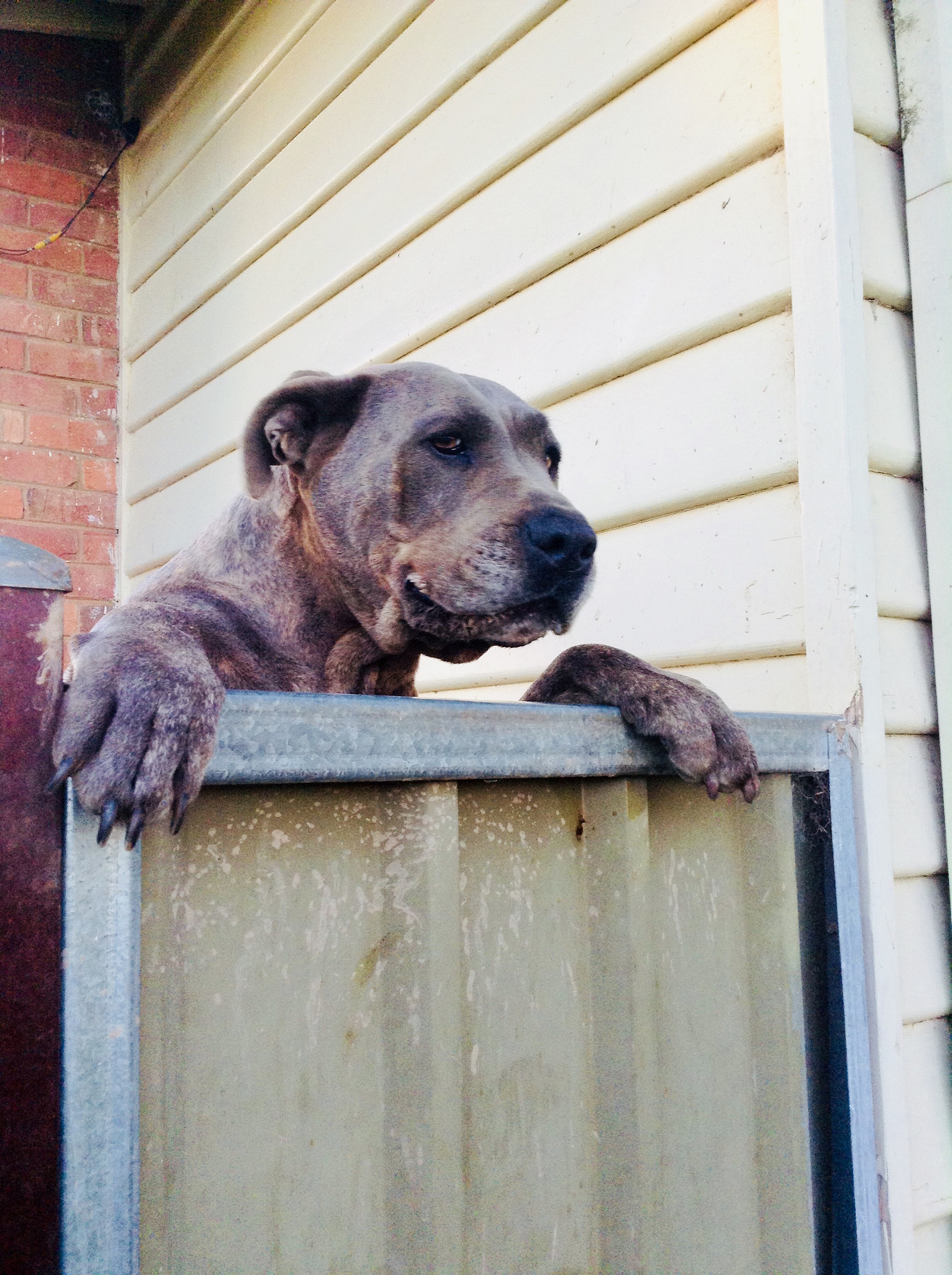 Apple iPad mini sample photo. Blue is a neo massif x bull arob photography