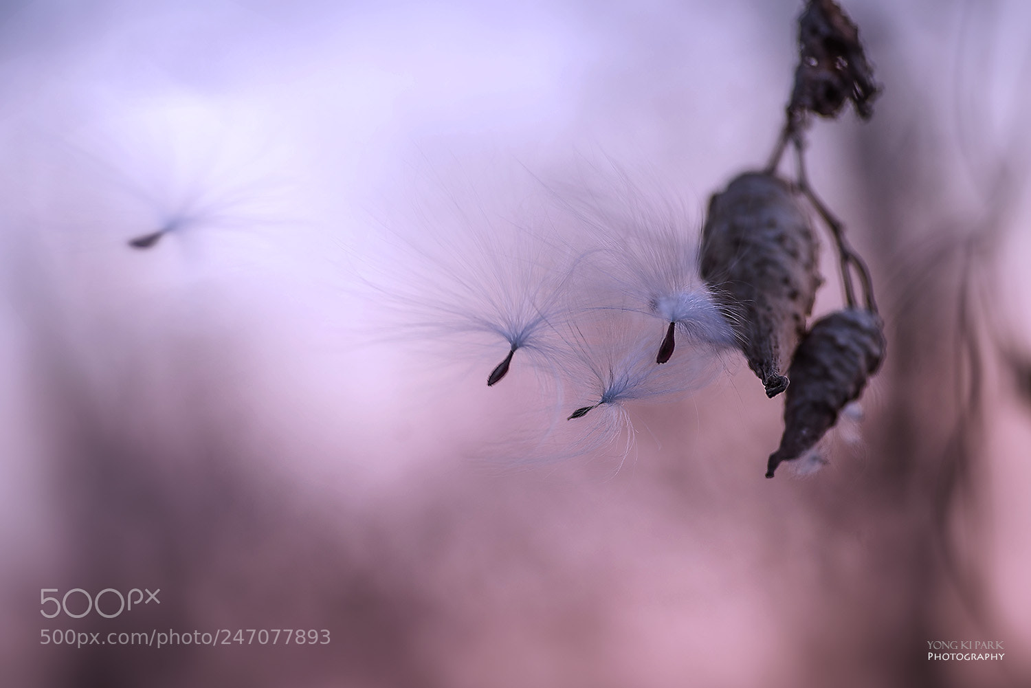 Pentax K-1 sample photo. The milkweed in the photography