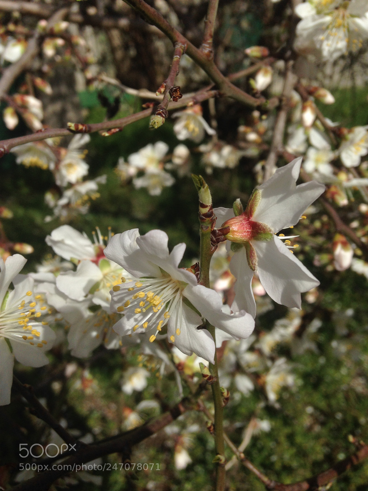 Apple iPhone 5 sample photo. Almond trees have bloomed photography