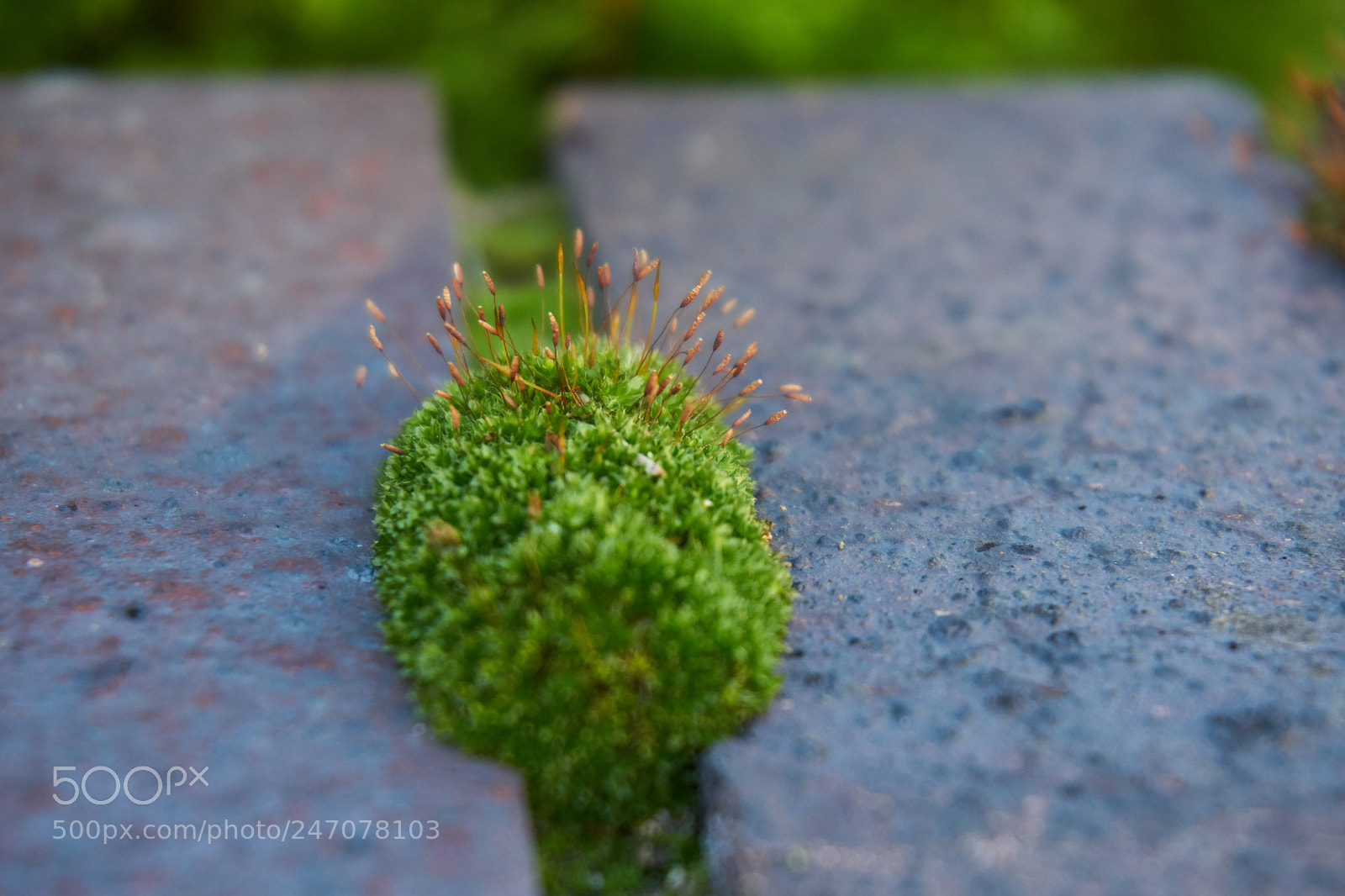 Sony a5100 sample photo. Green fortress photography