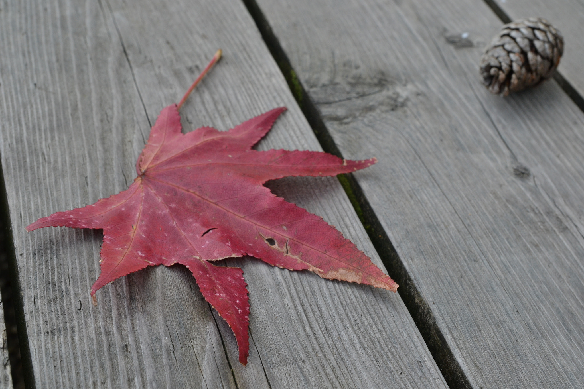 Nikon D3100 sample photo. Red leaf japan photography