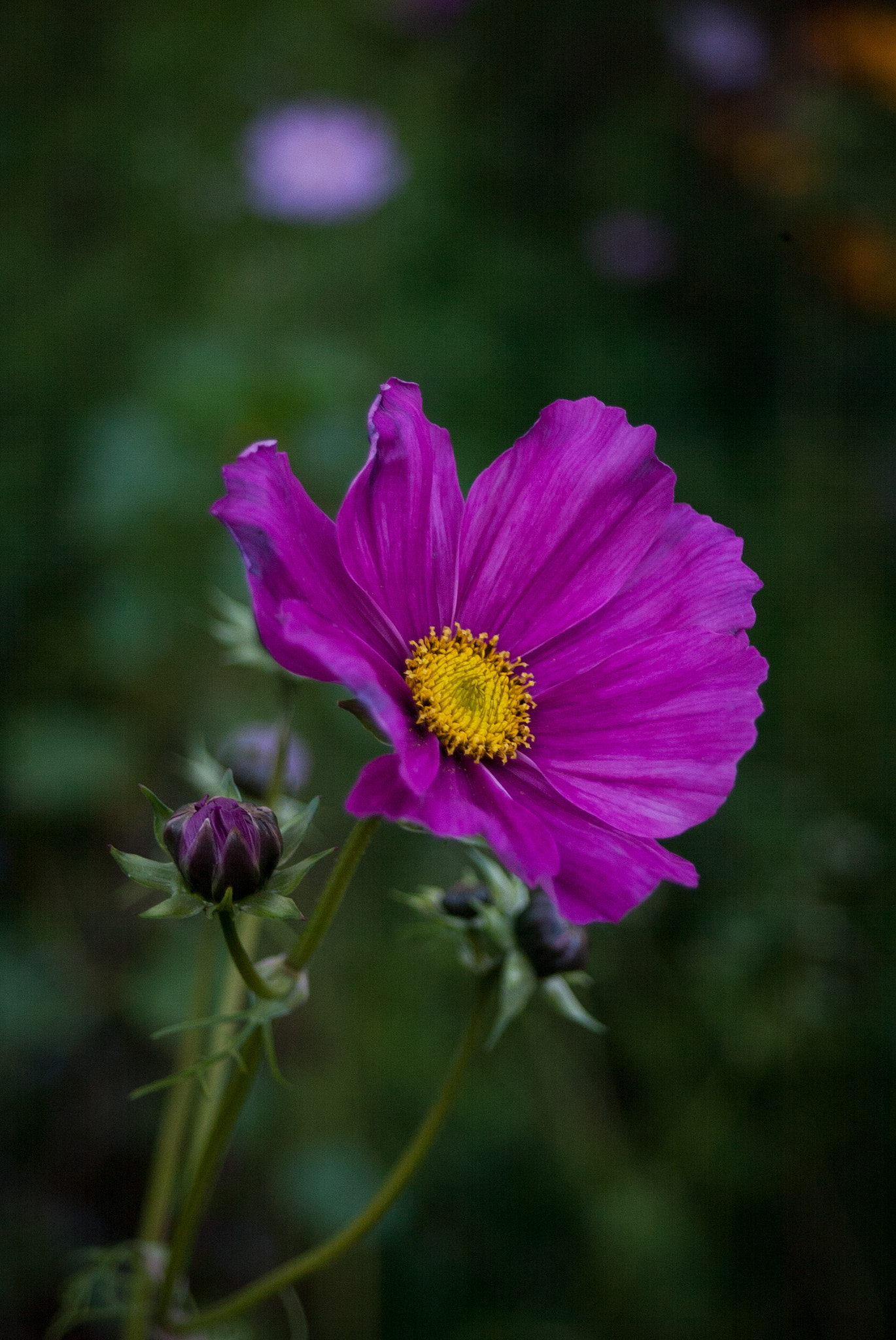 Canon EOS-1D sample photo. Flower photography