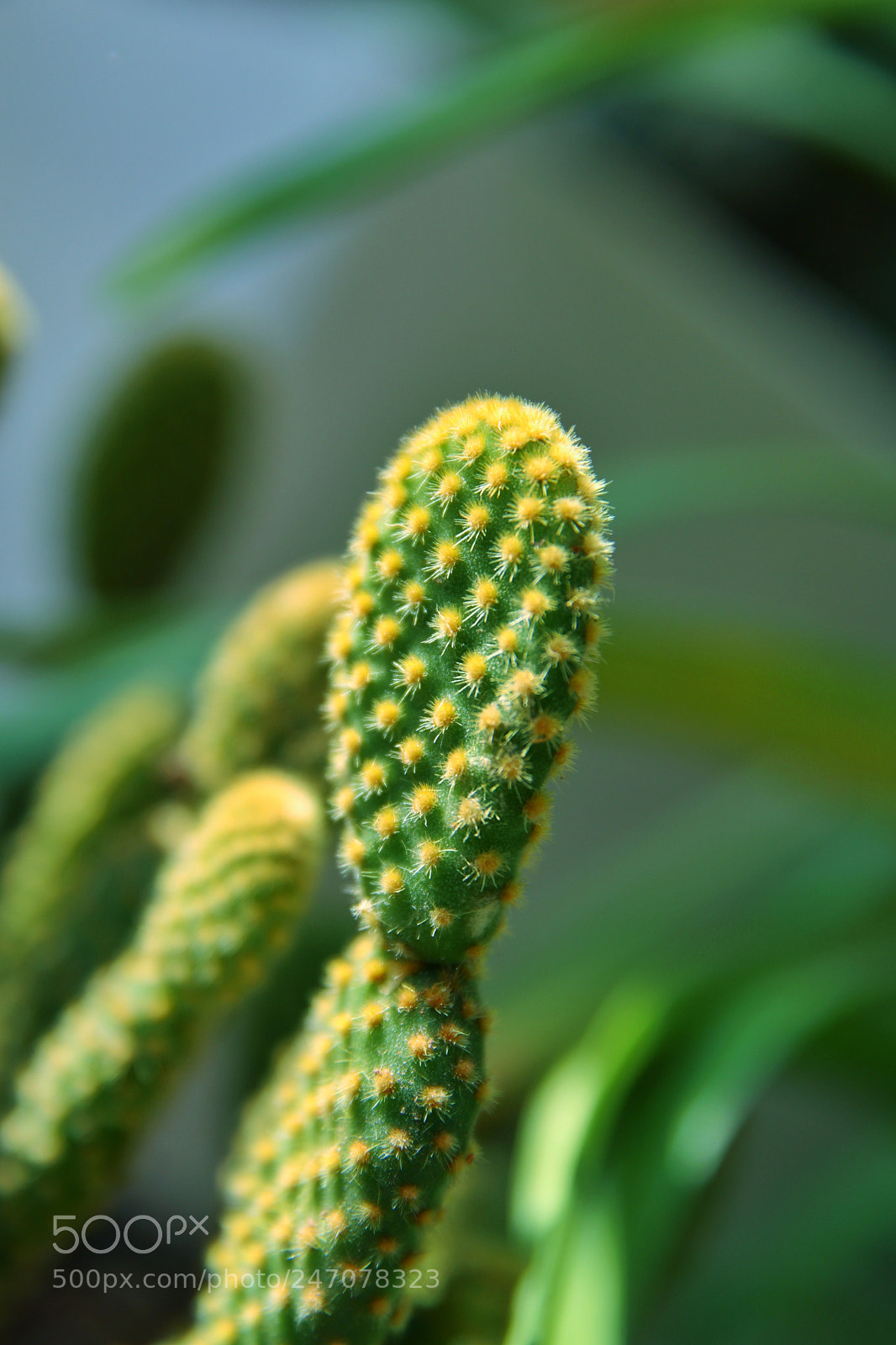 Canon EOS M6 sample photo. Spring photography
