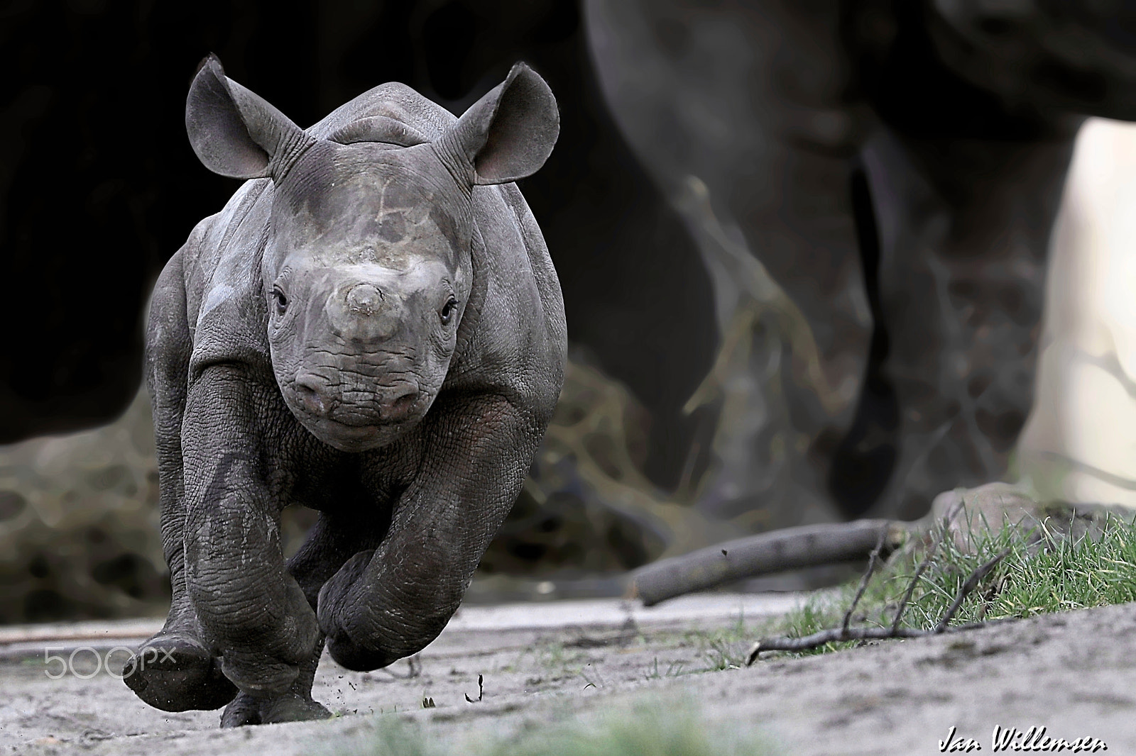 Canon EF 300mm F2.8L IS II USM sample photo. Black rhinoceros photography