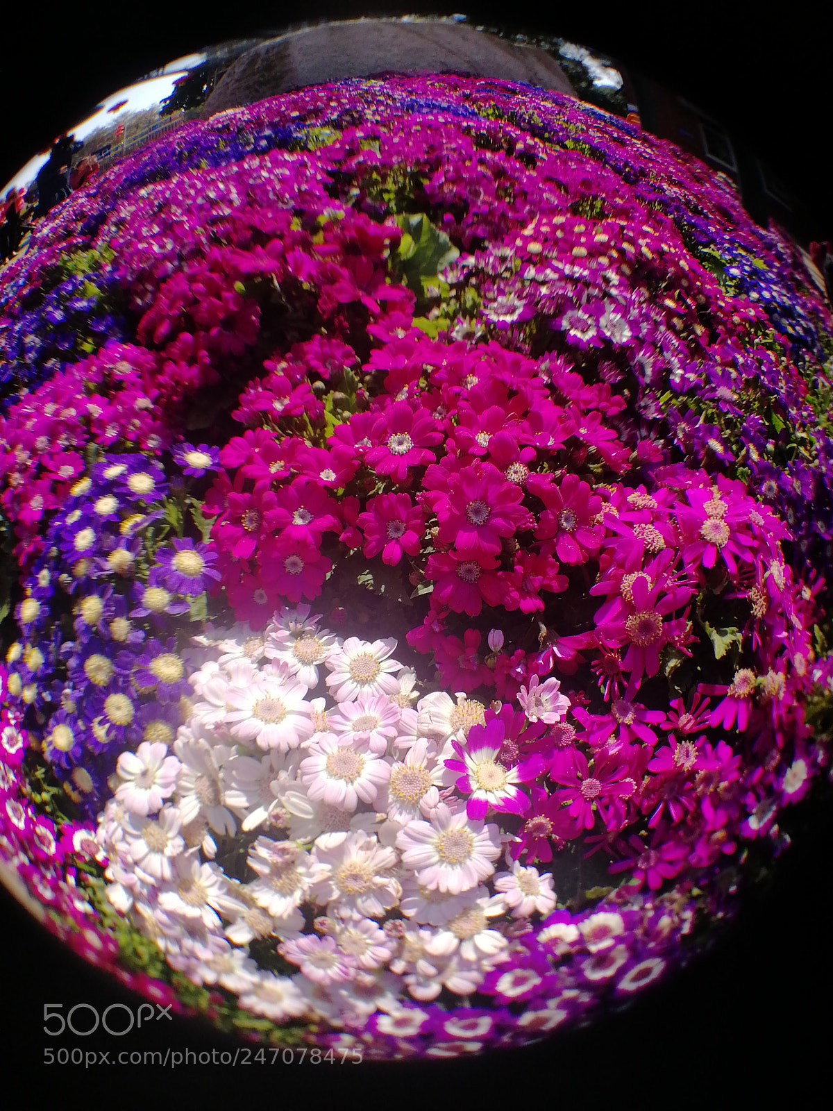 HUAWEI Honor 9 sample photo. Flowers via atfung fisheye photography