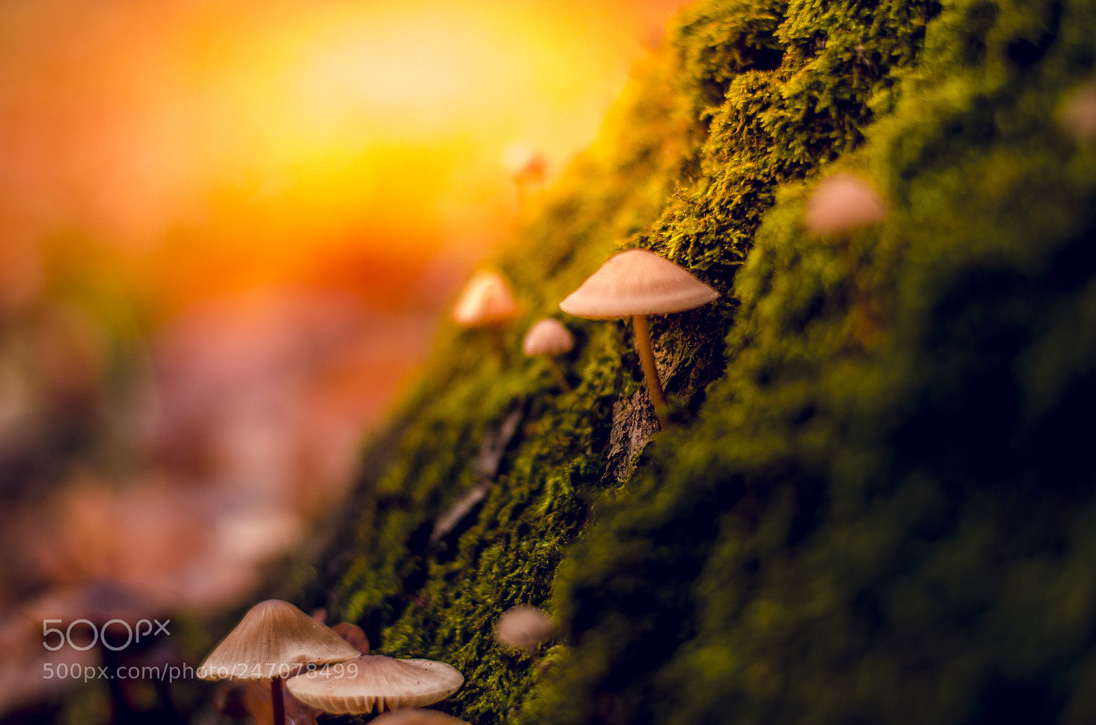 Nikon D5100 sample photo. Mushrooms photography