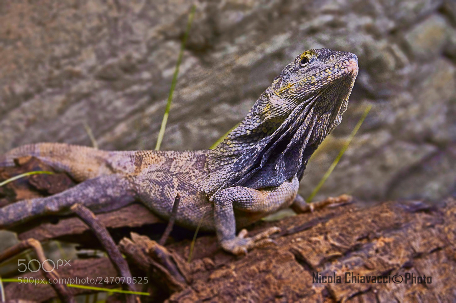 Sony ILCA-77M2 sample photo. Clamidosauro photography