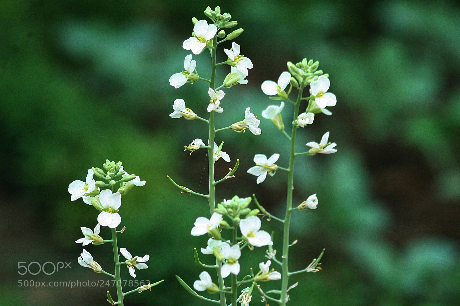 Canon EOS 350D (EOS Digital Rebel XT / EOS Kiss Digital N) sample photo. Some type flowers in photography