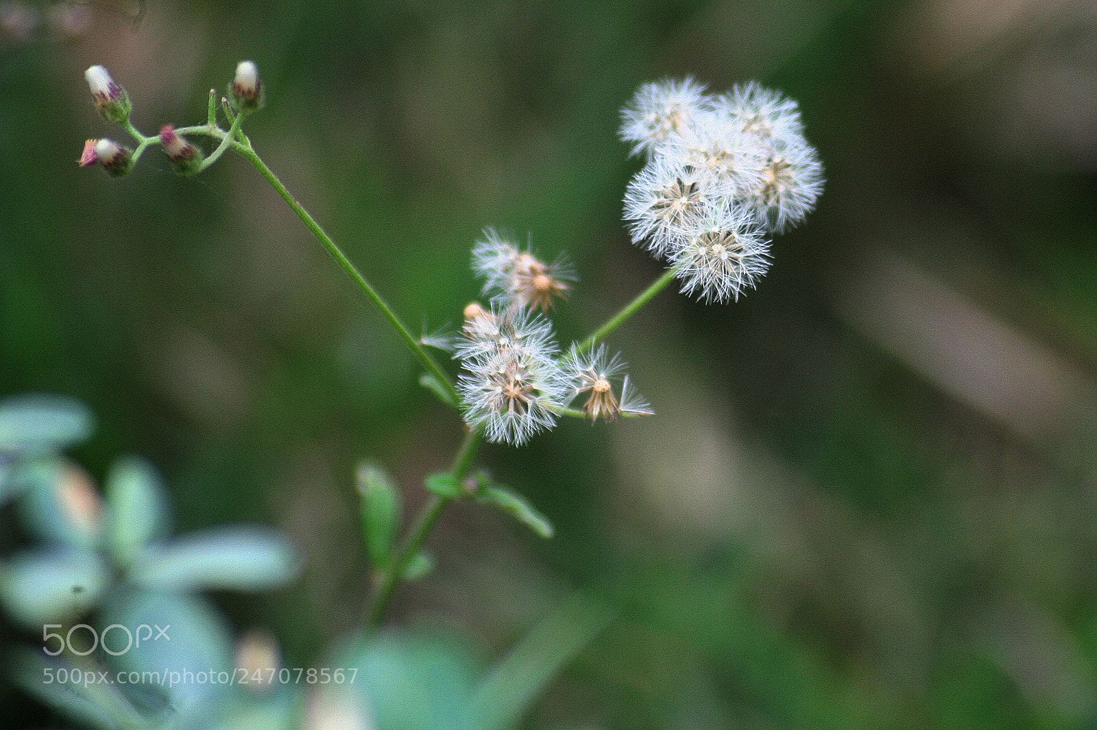 Canon EOS 350D (EOS Digital Rebel XT / EOS Kiss Digital N) sample photo. Some type flowers in photography