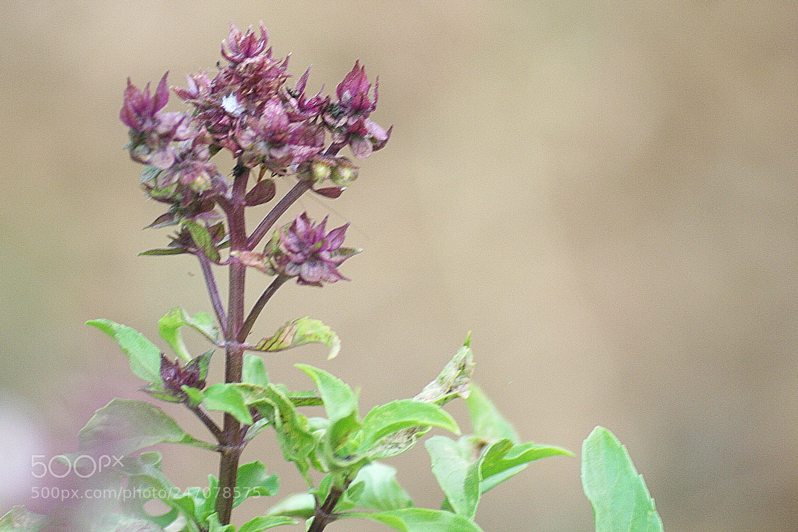 Canon EOS 350D (EOS Digital Rebel XT / EOS Kiss Digital N) sample photo. Some type flowers in photography