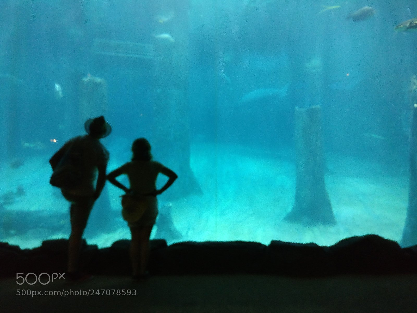 OnePlus A3003 sample photo. Shot @ aquarium photography