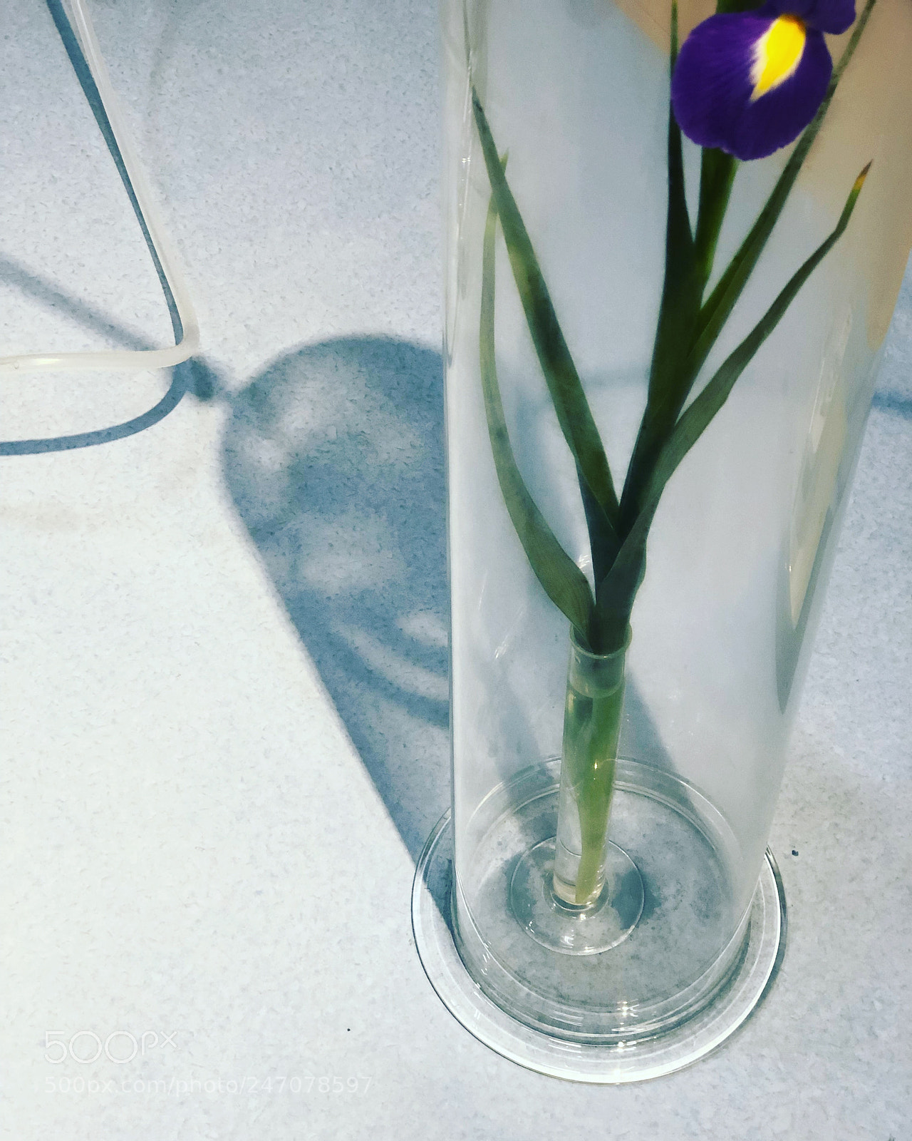 Apple iPhone 8 Plus sample photo. Untitled photography
