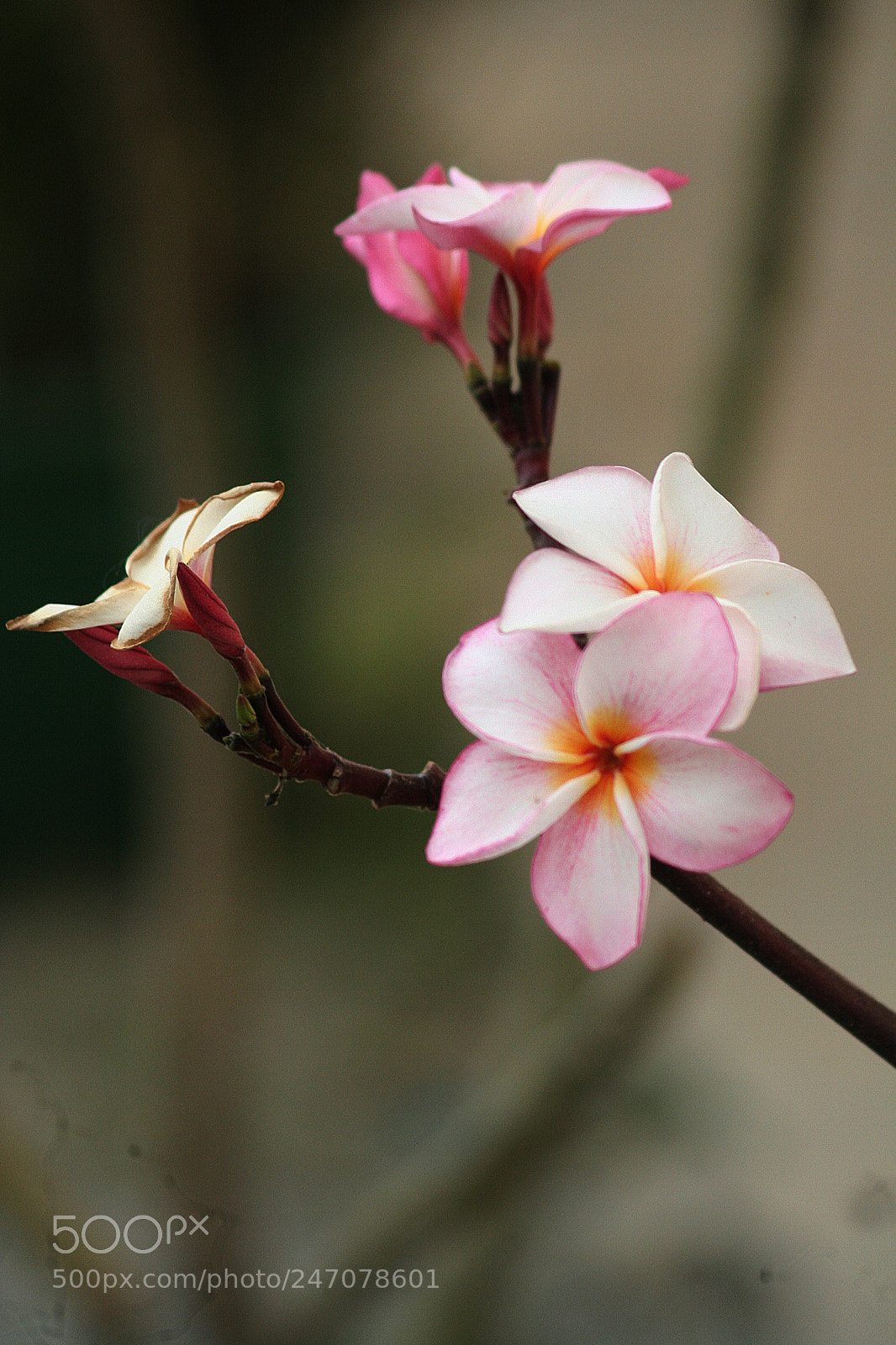 Canon EOS 350D (EOS Digital Rebel XT / EOS Kiss Digital N) sample photo. Some type flowers in photography