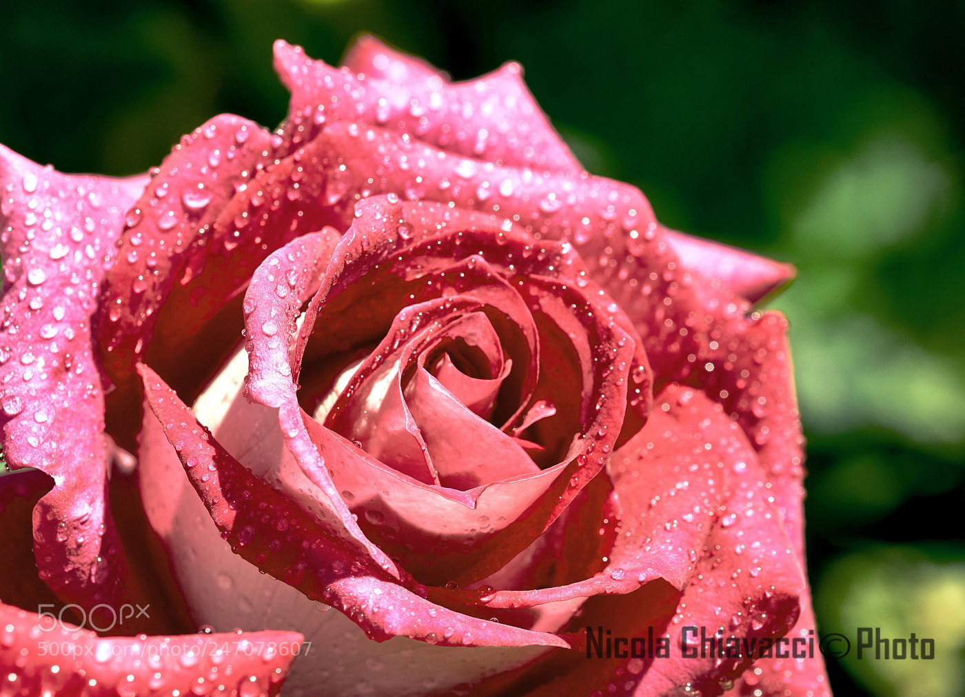 Sony ILCA-77M2 sample photo. Rpsa nuova photography