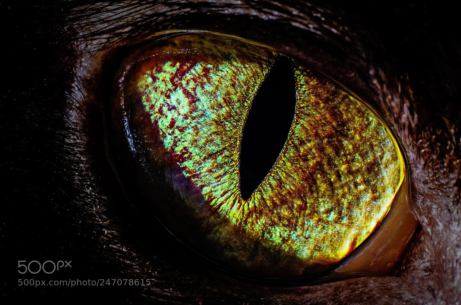 Nikon D5100 sample photo. Cateye in the dark photography