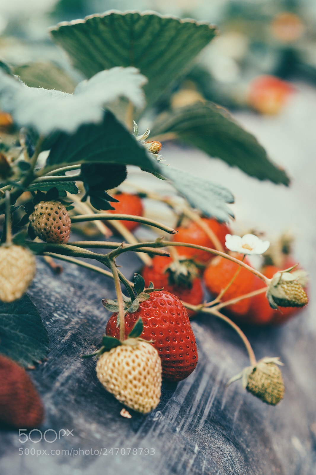 Sony a7R II sample photo. Strawberry photography