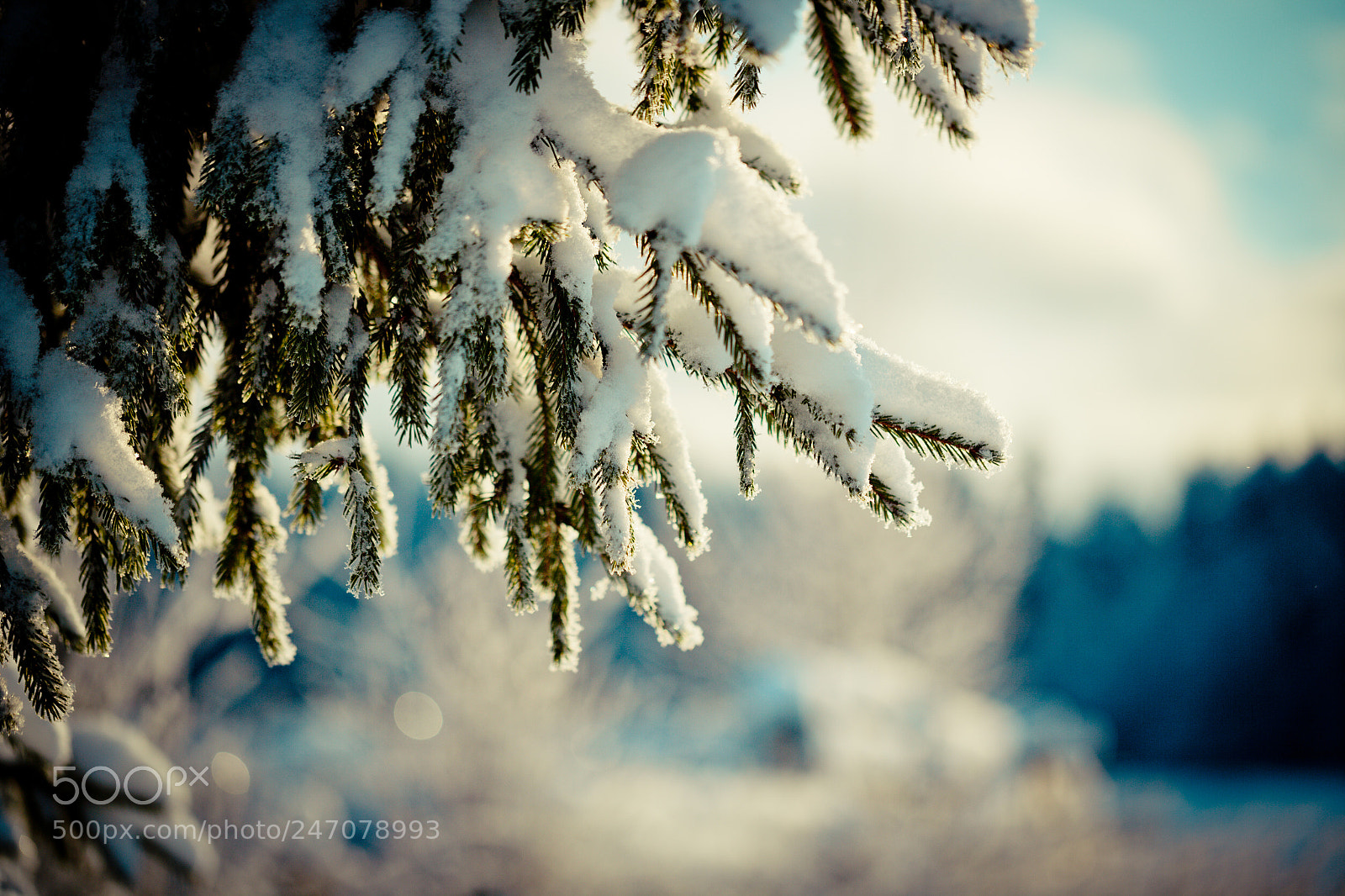Canon EOS-1Ds Mark II sample photo. Winter branch covered with photography