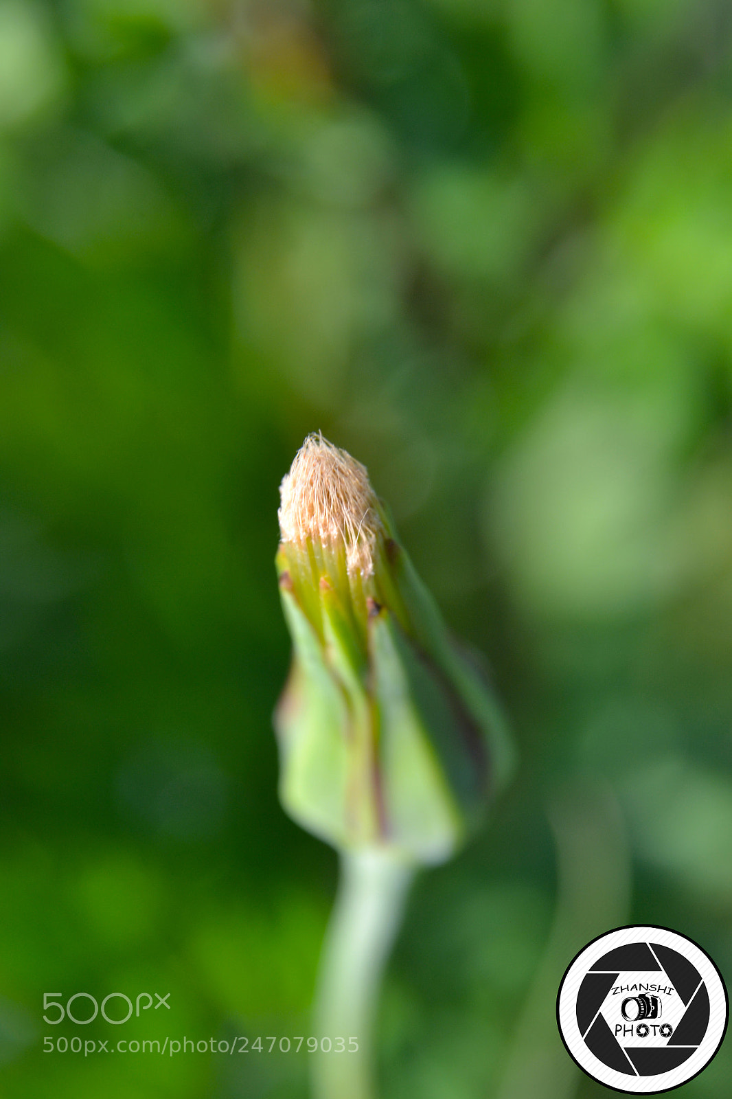 Nikon D3100 sample photo. Dandelion photography