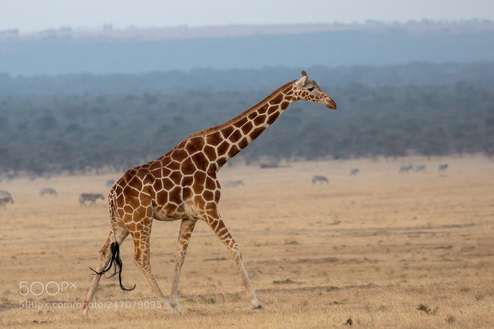 Canon EOS 7D Mark II sample photo. Masai giraffe photography