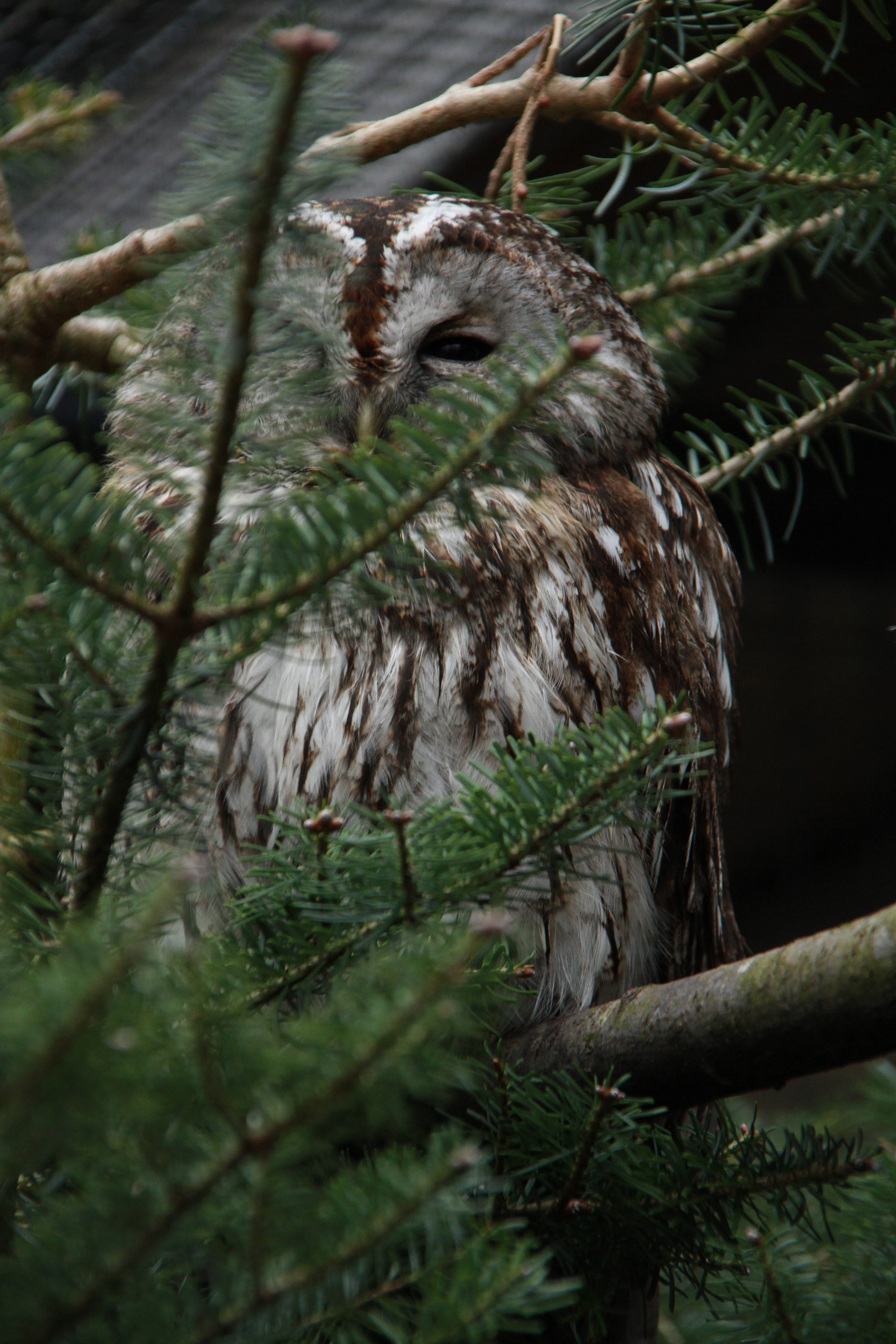 Sigma 18-200mm f/3.5-6.3 DC OS sample photo. Owl photography