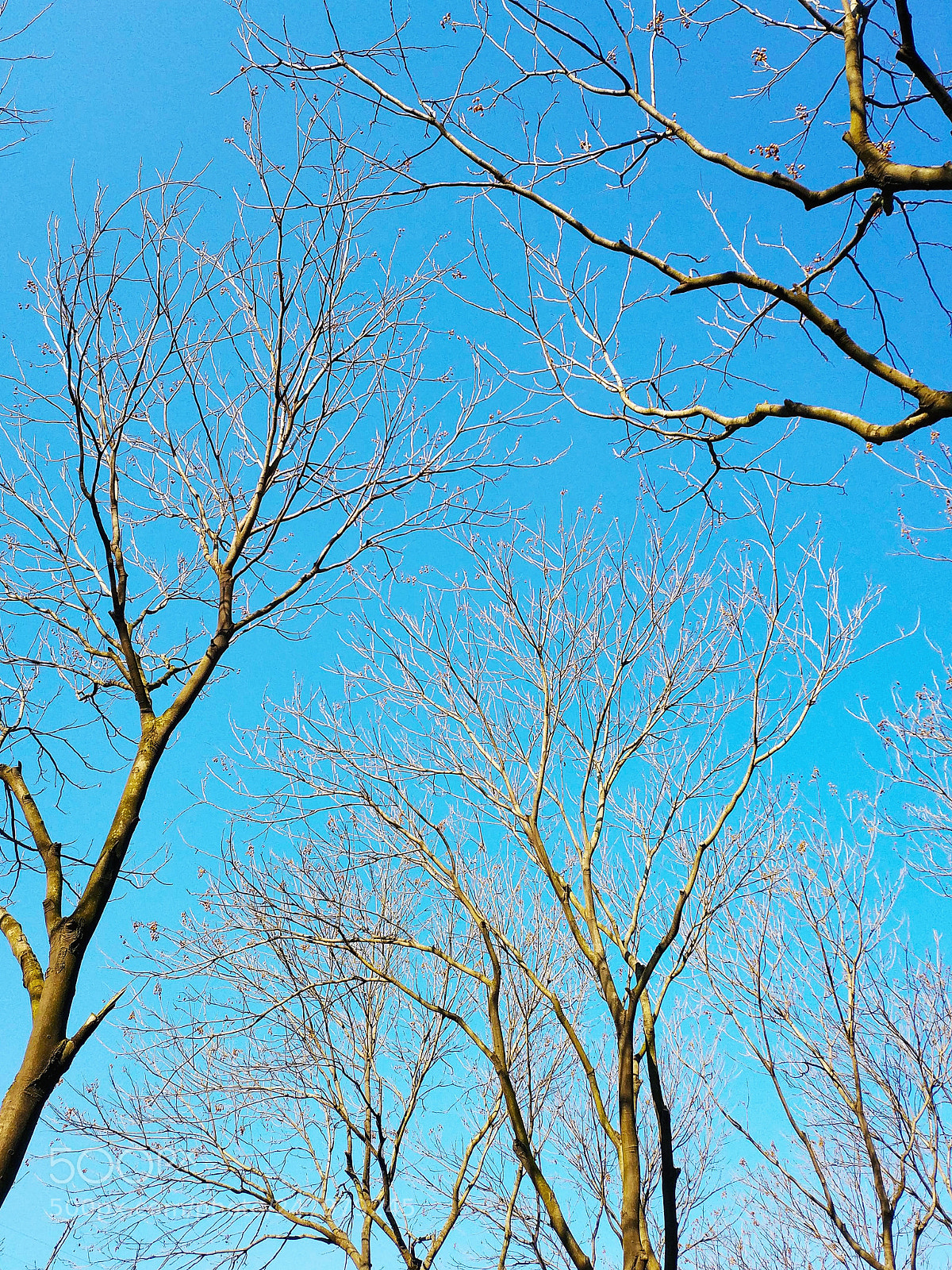 Xiaomi MIX 2 sample photo. Trees without leaves photography