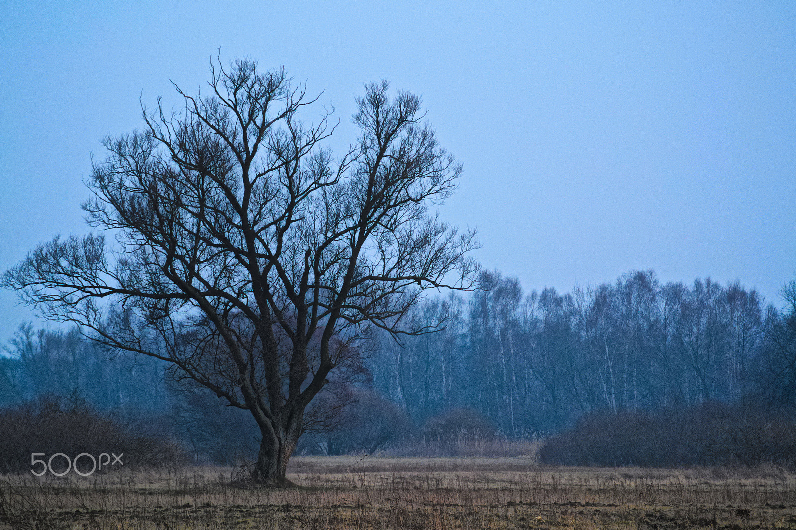 Nikon 1 Nikkor VR 30-110mm F3.8-5.6 sample photo. Waiting for the spring photography