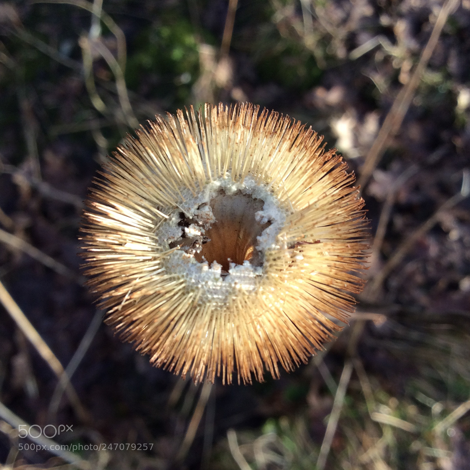 Apple iPad mini 2 sample photo. Winterflower photography
